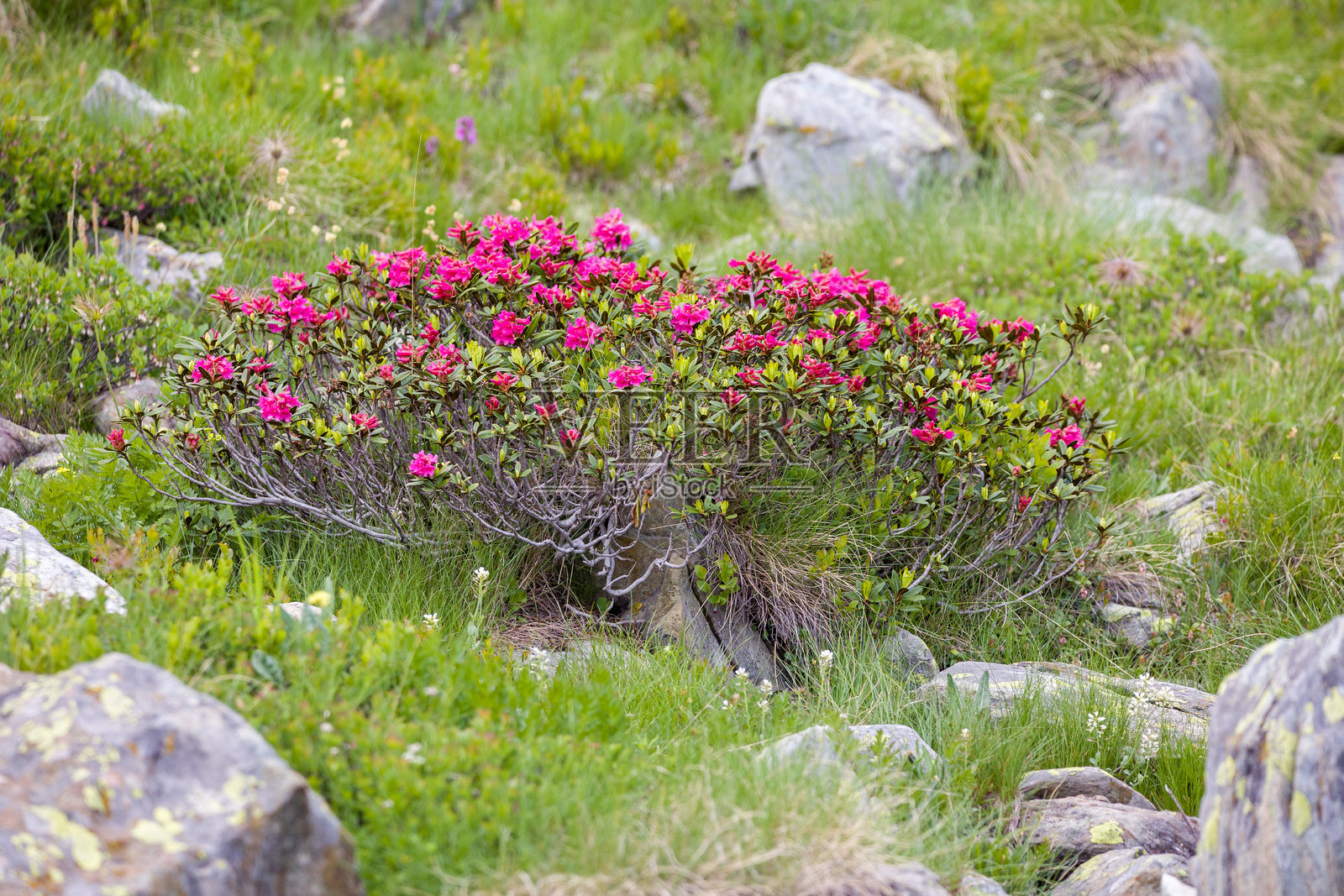 阳光下岩石间的一丛红色锈叶高山玫瑰照片摄影图片