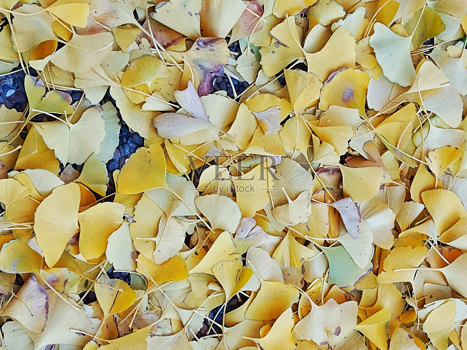 干枯的秋叶照片摄影图片