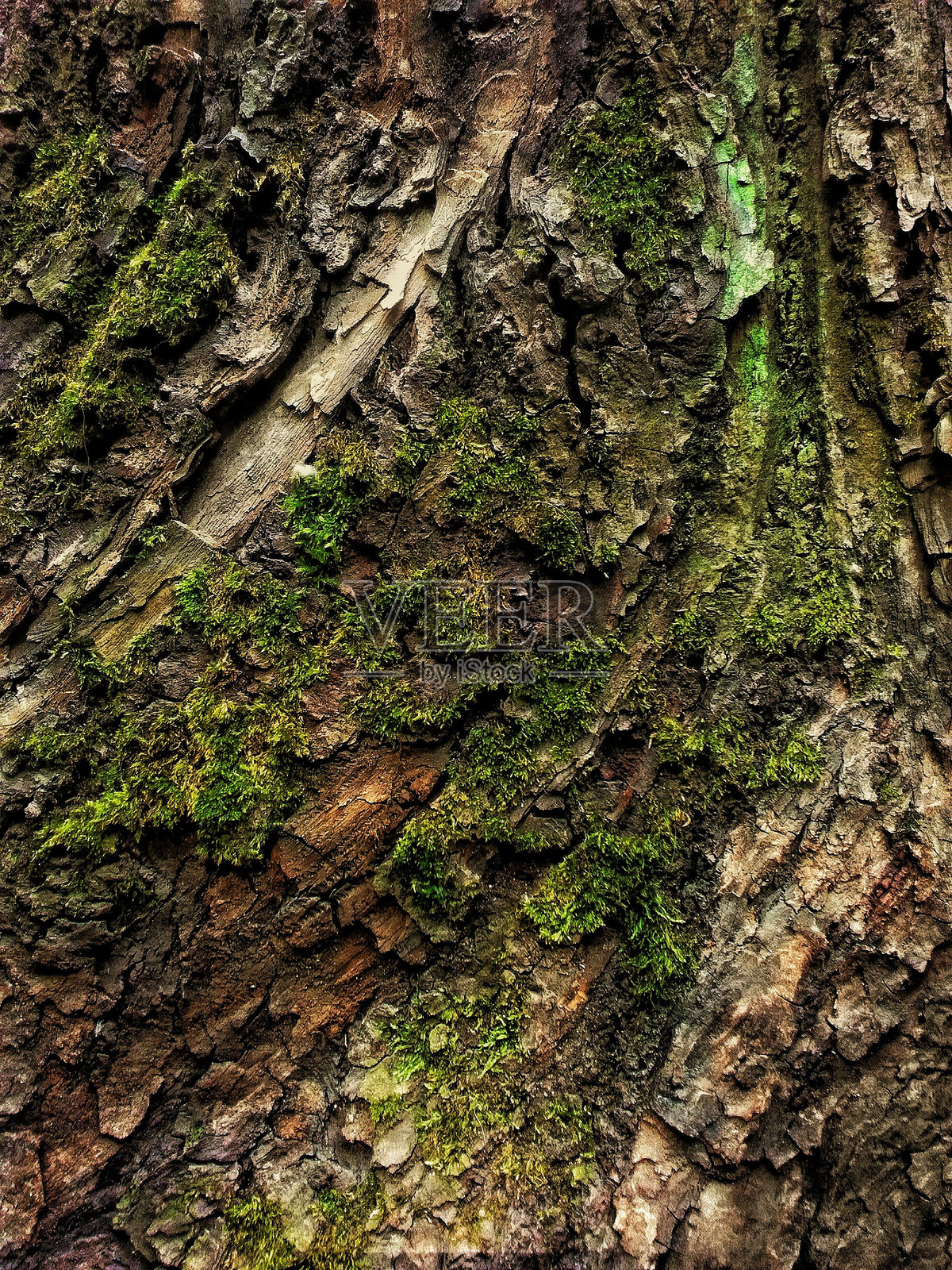 树干上生长的蘑菇特写镜头照片摄影图片