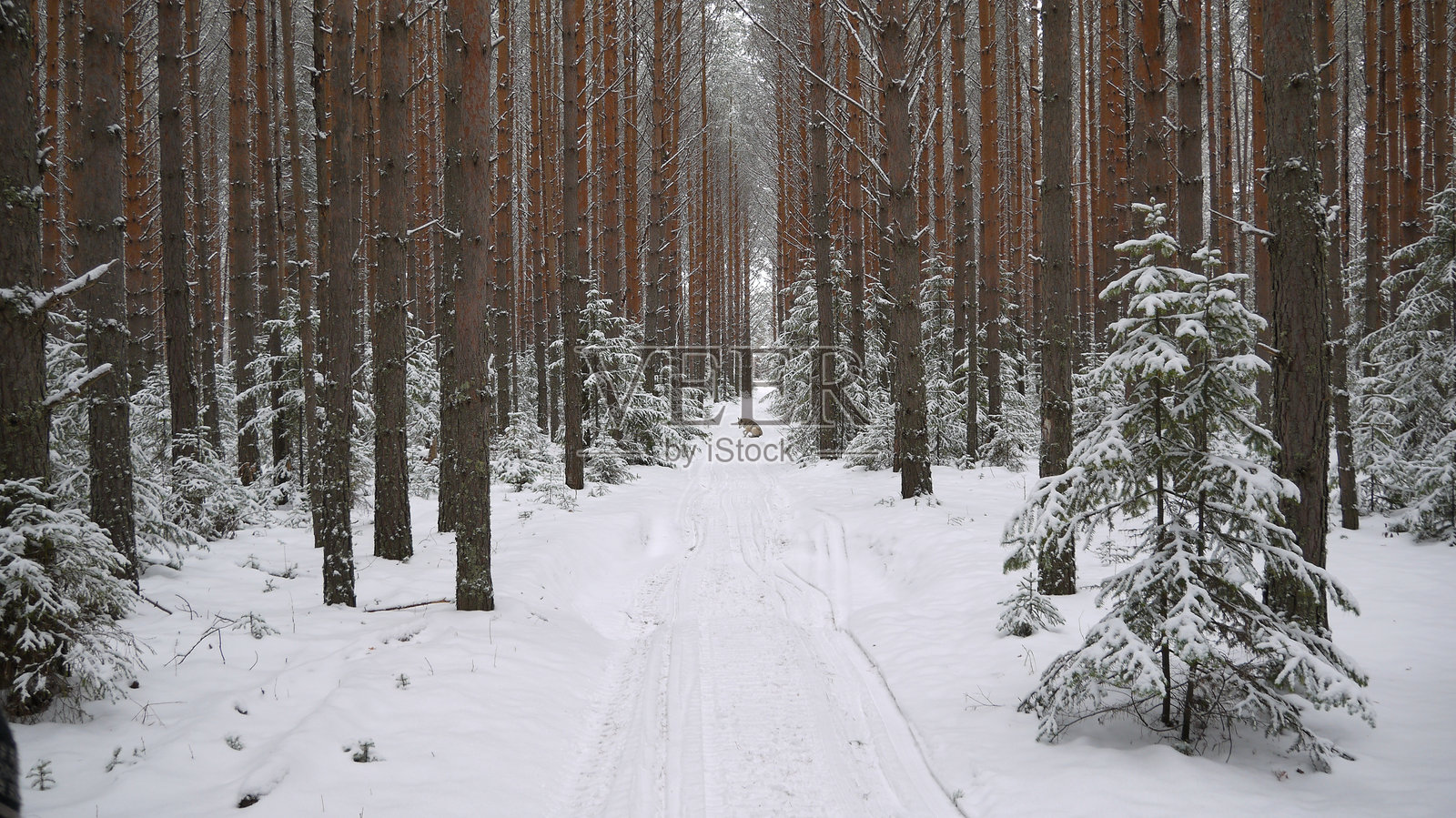 冬季森林中的树木照片摄影图片