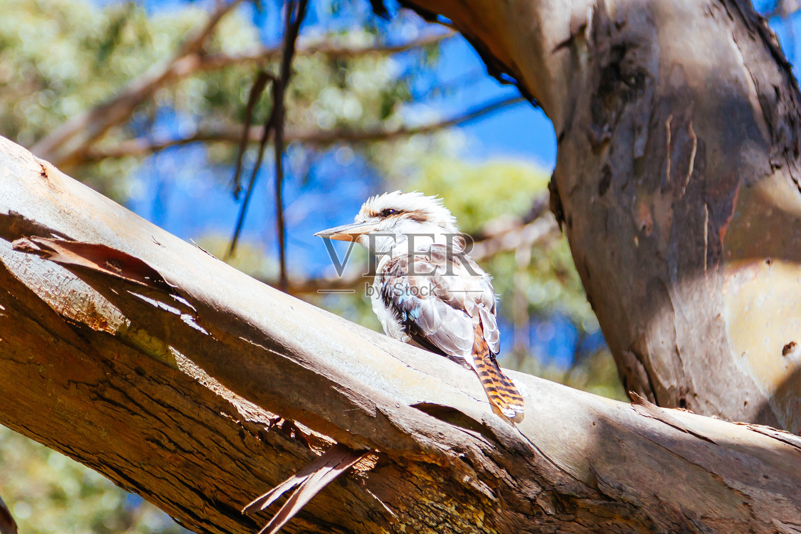 澳大利亚马其顿山脉的悬崖岩石照片摄影图片
