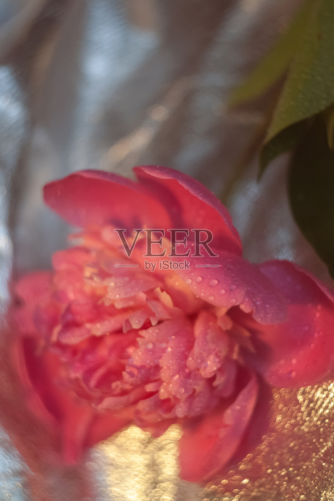 牡丹花上的水滴照片摄影图片