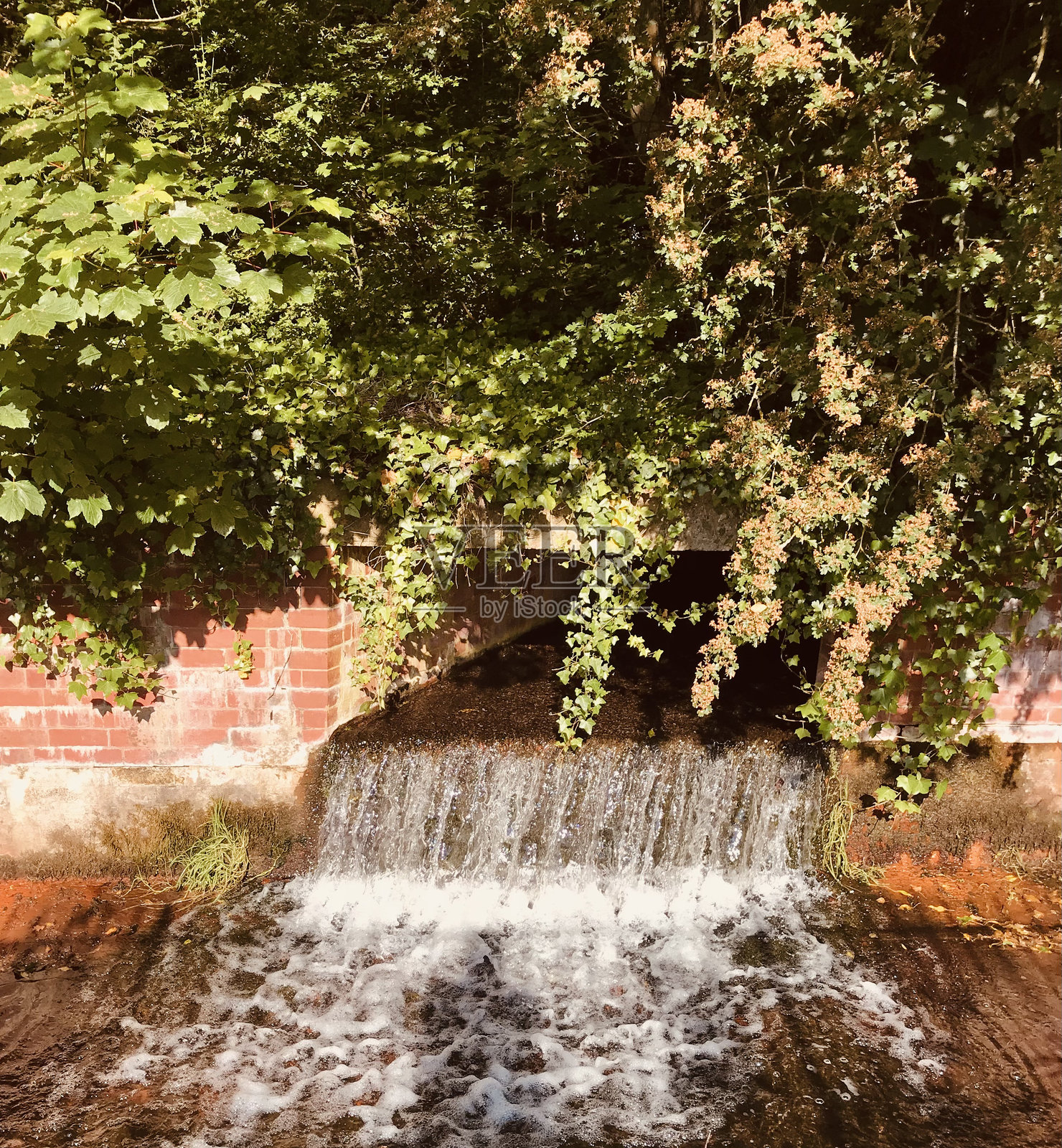 阳光明媚的春季花园中,色彩斑斓、充满生机的花卉灌木丛。照片摄影图片