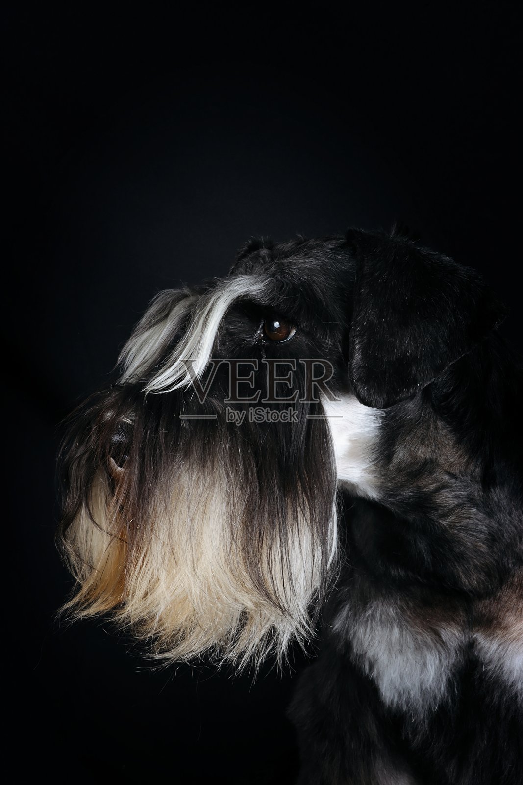 迷你雪纳瑞照片摄影图片