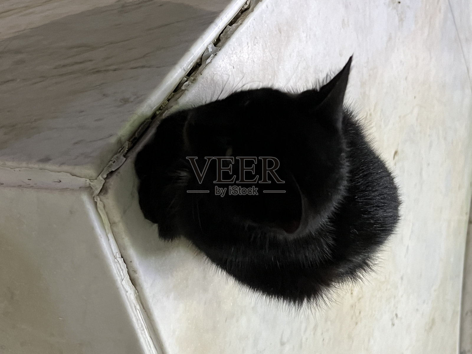 黑猫照片摄影图片