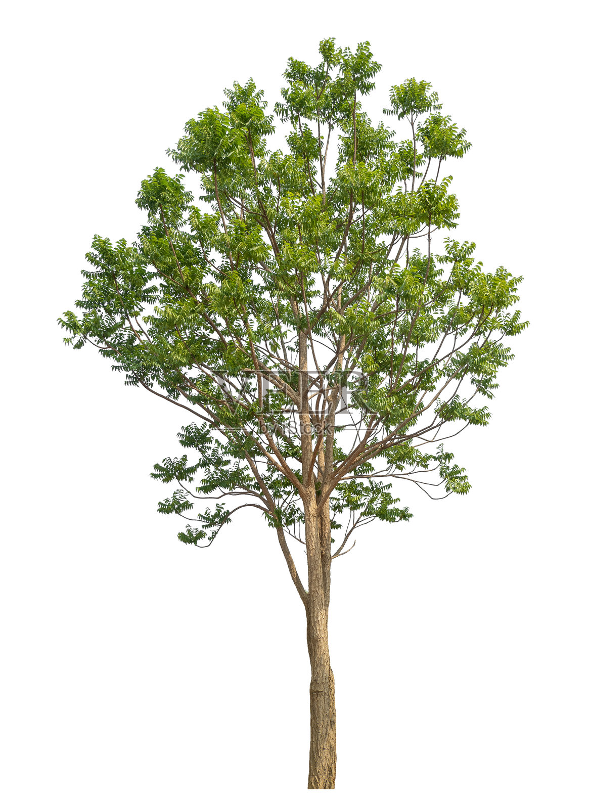 孤立在白色背景上的树。照片摄影图片