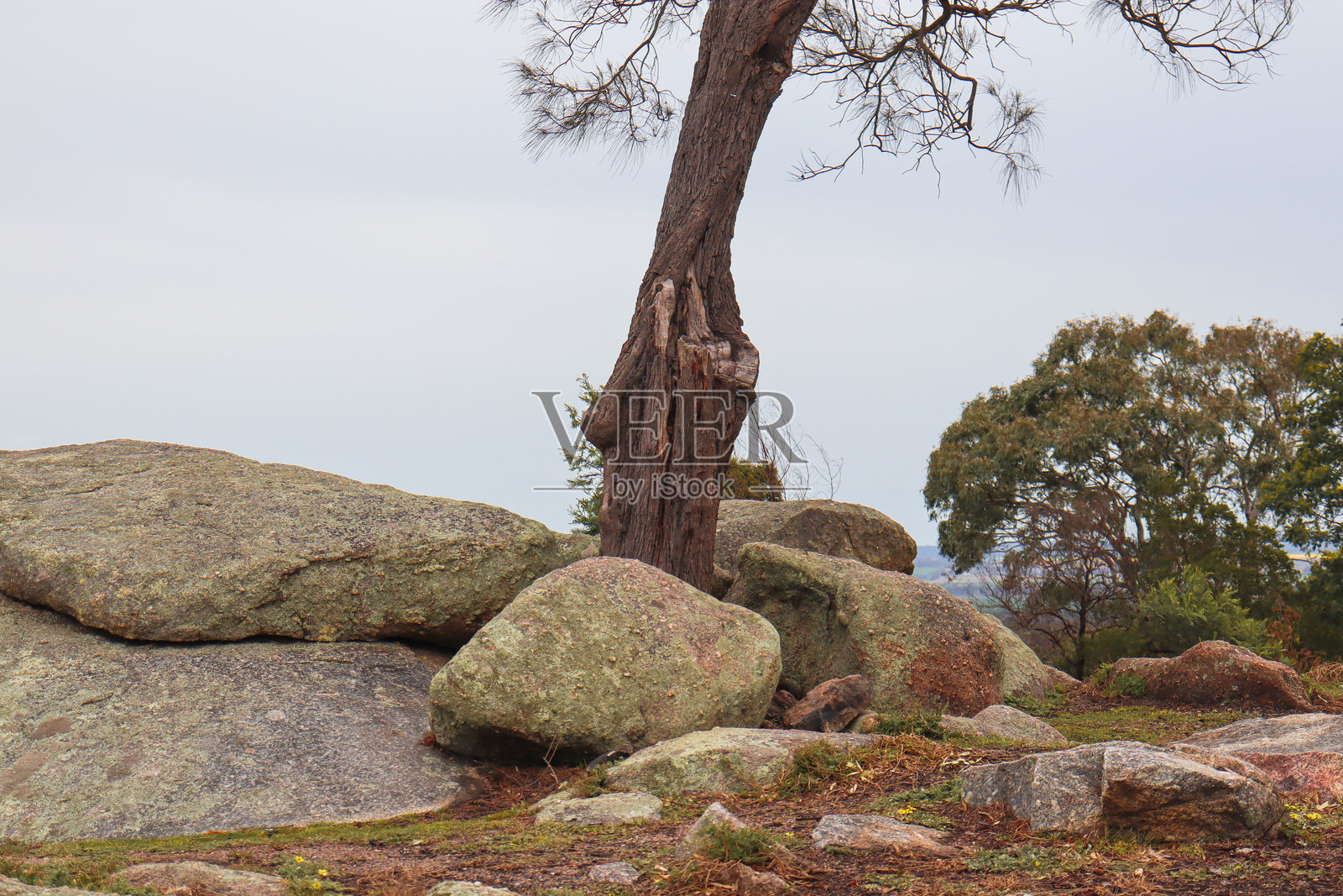 老树从岩石形成中生长出来照片摄影图片