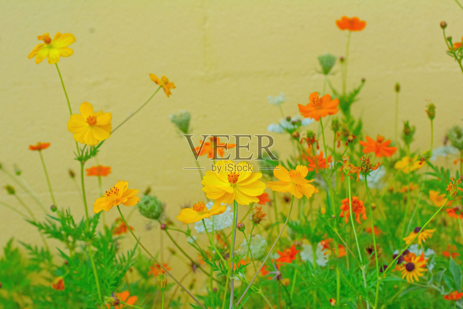 美丽的野花-大波斯菊-印第安纳州霍华德县照片摄影图片