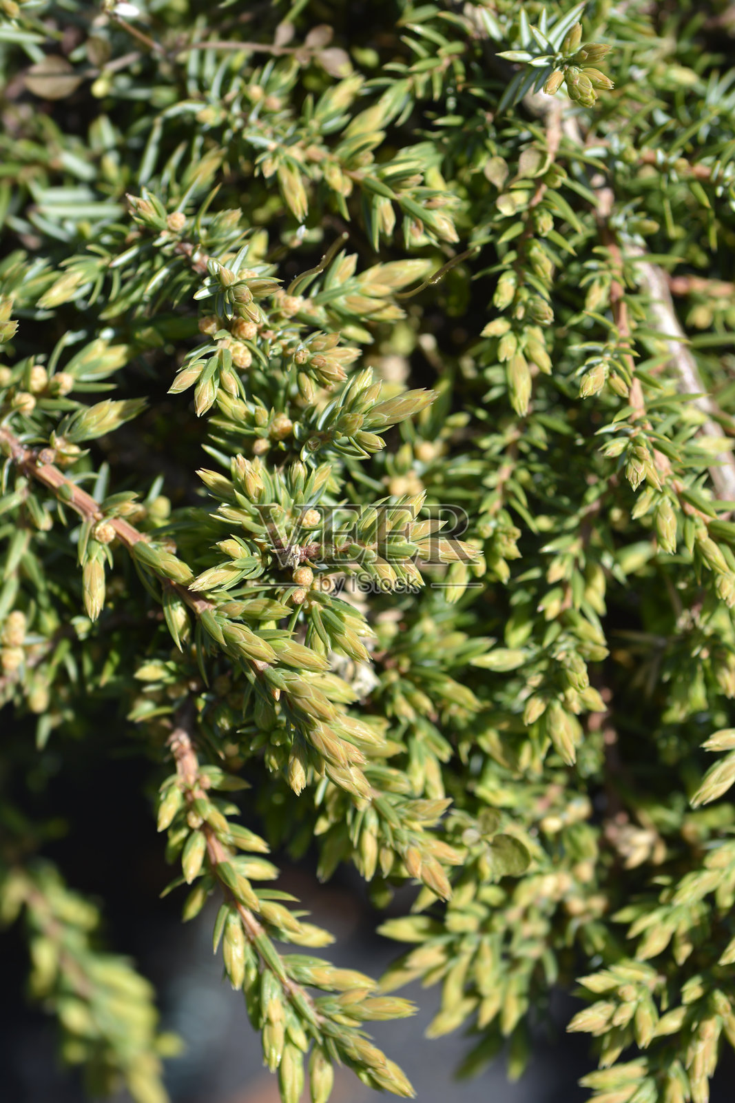 杜松绿色地毯照片摄影图片
