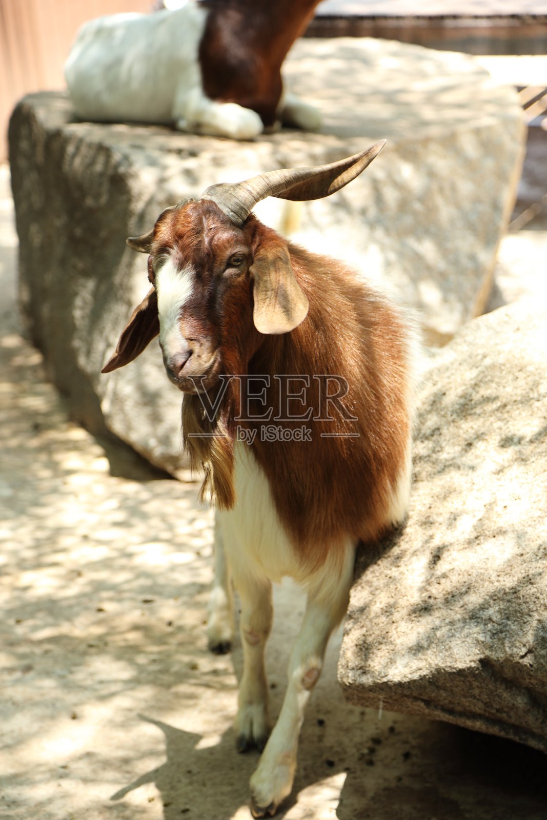 农场动物生活照片摄影图片