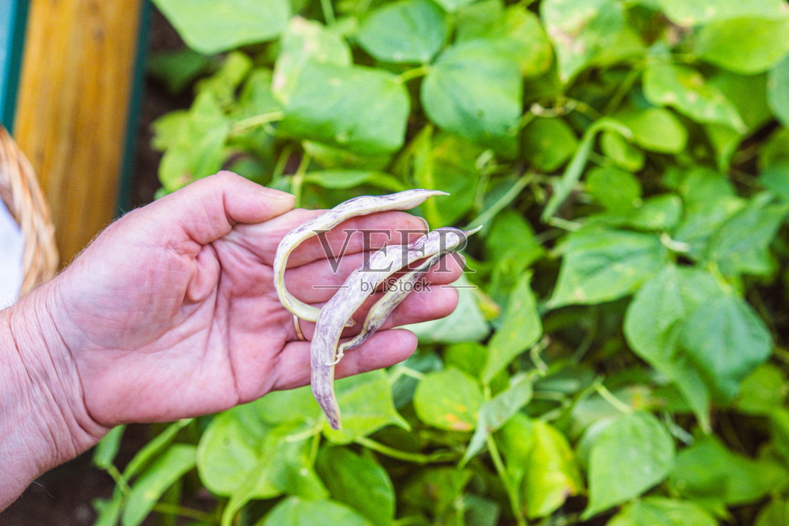 你那片杂草丛生的花园里藏着宝藏吗?照片摄影图片