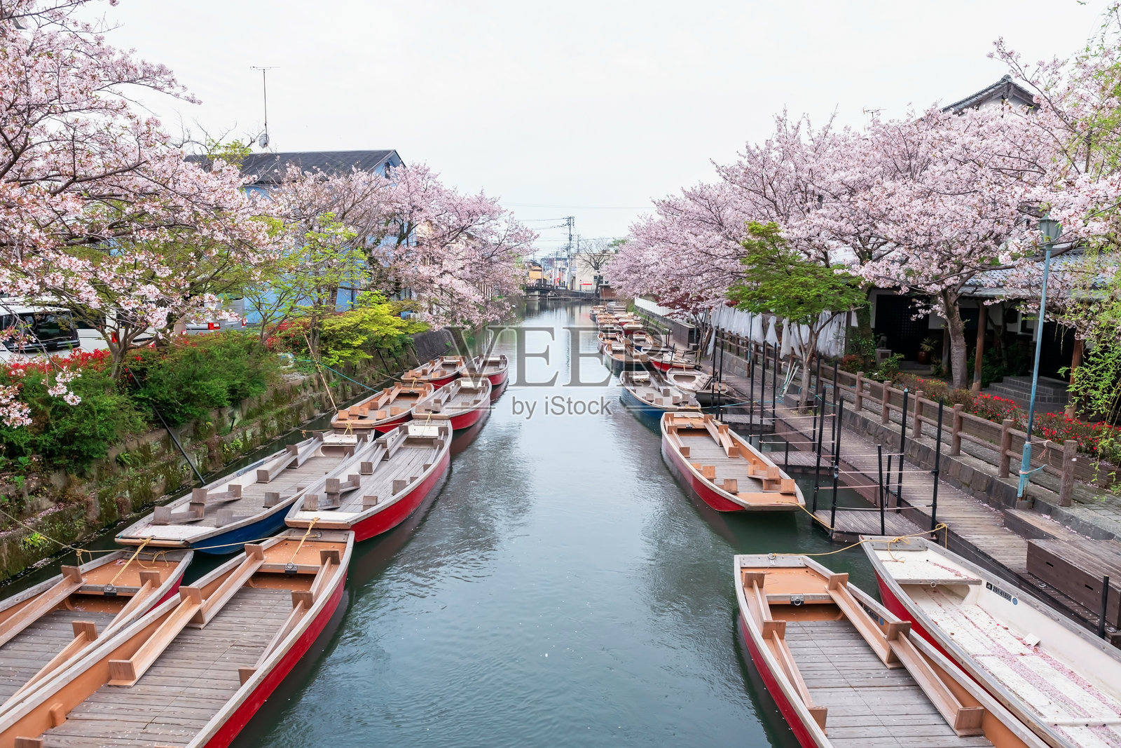柳川水郡河上的船只俯视图和樱花树隧道照片摄影图片