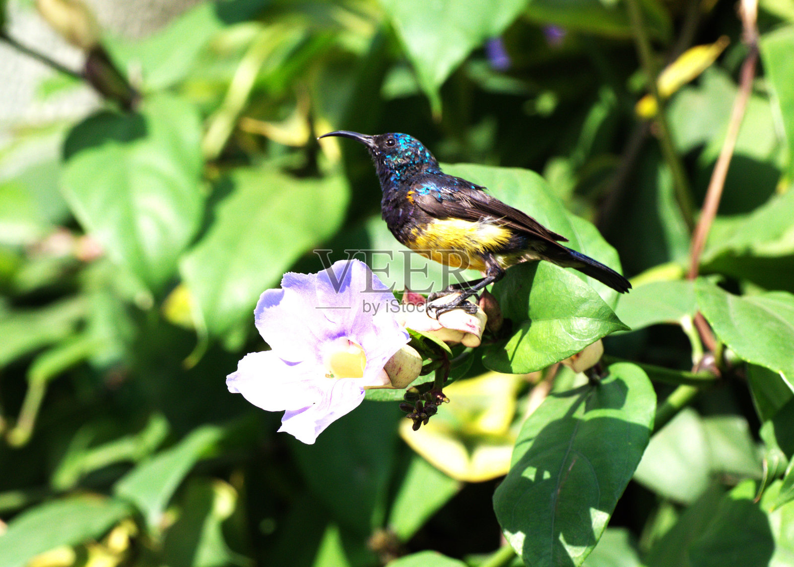 美丽的日晕鸟照片摄影图片