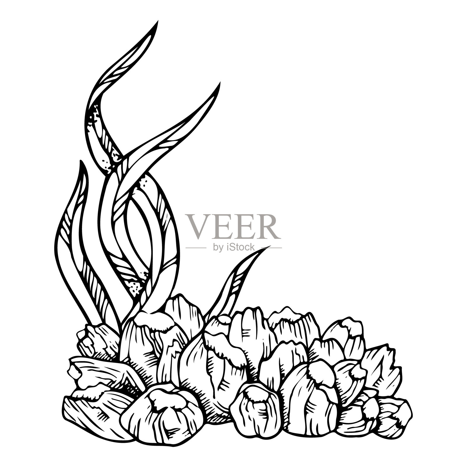 黑白色的藤壶壳群与长海藻线条的矢量插图。手绘墨水风格的单色热带海洋珊瑚礁景观。水下海洋印刷品。插画图片素材