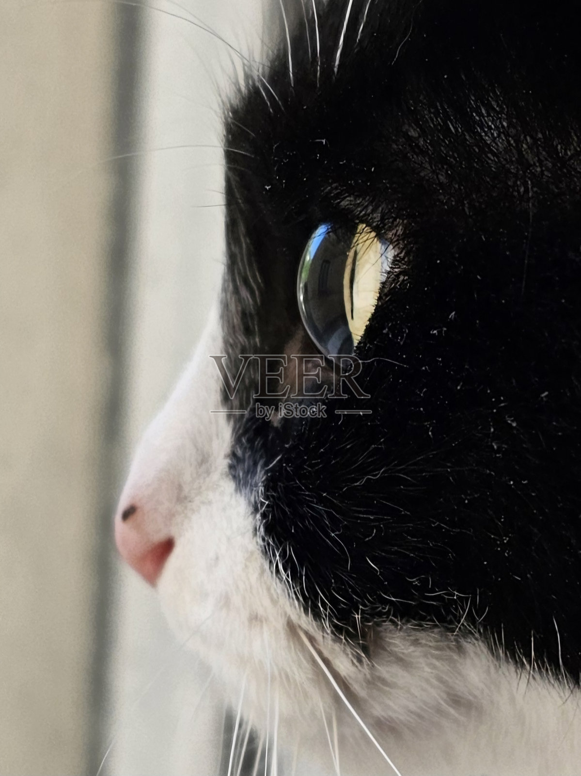 黑白猫眼的美丽特写照片摄影图片