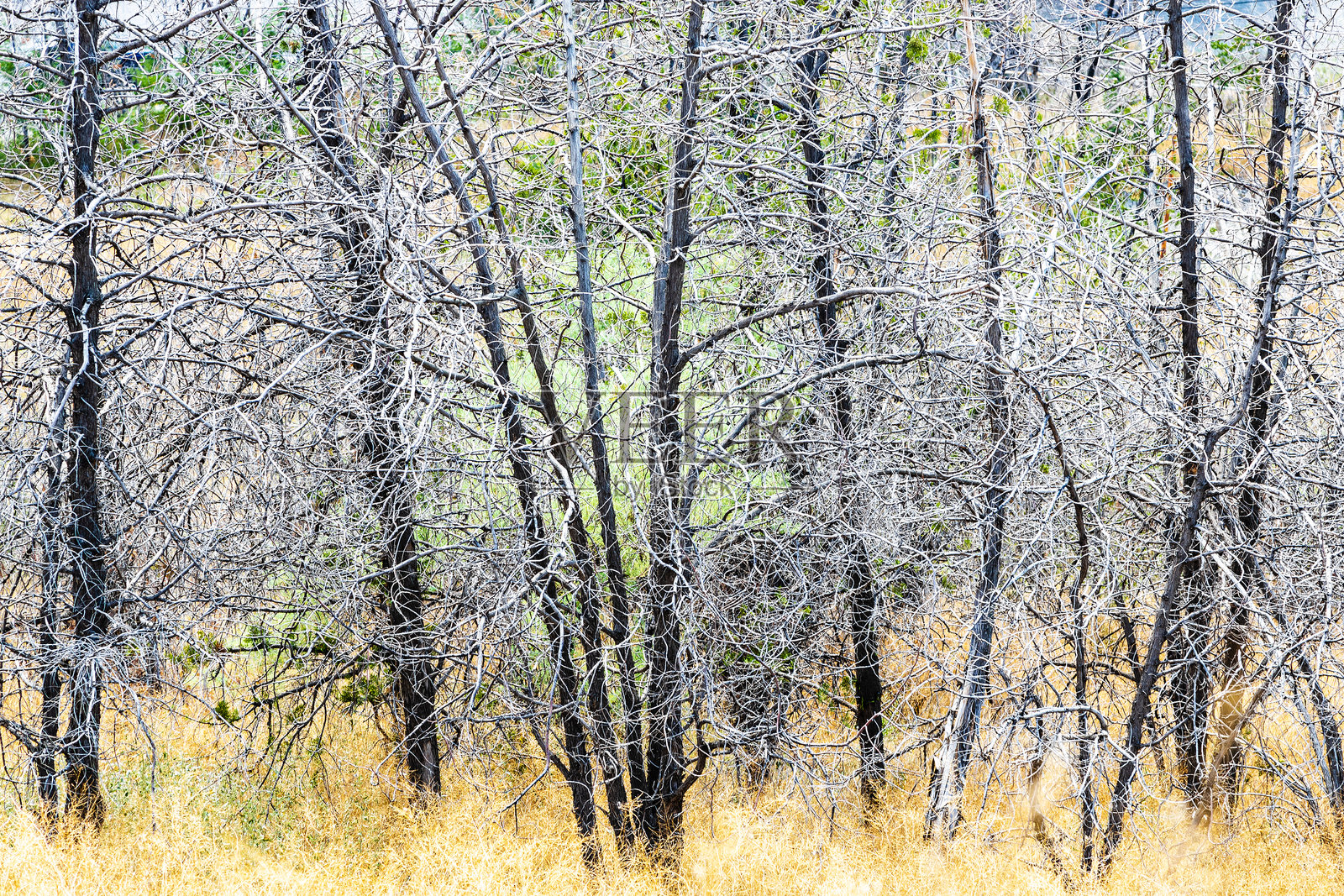 埃里温市的埃雷布尼山上的干树干照片摄影图片