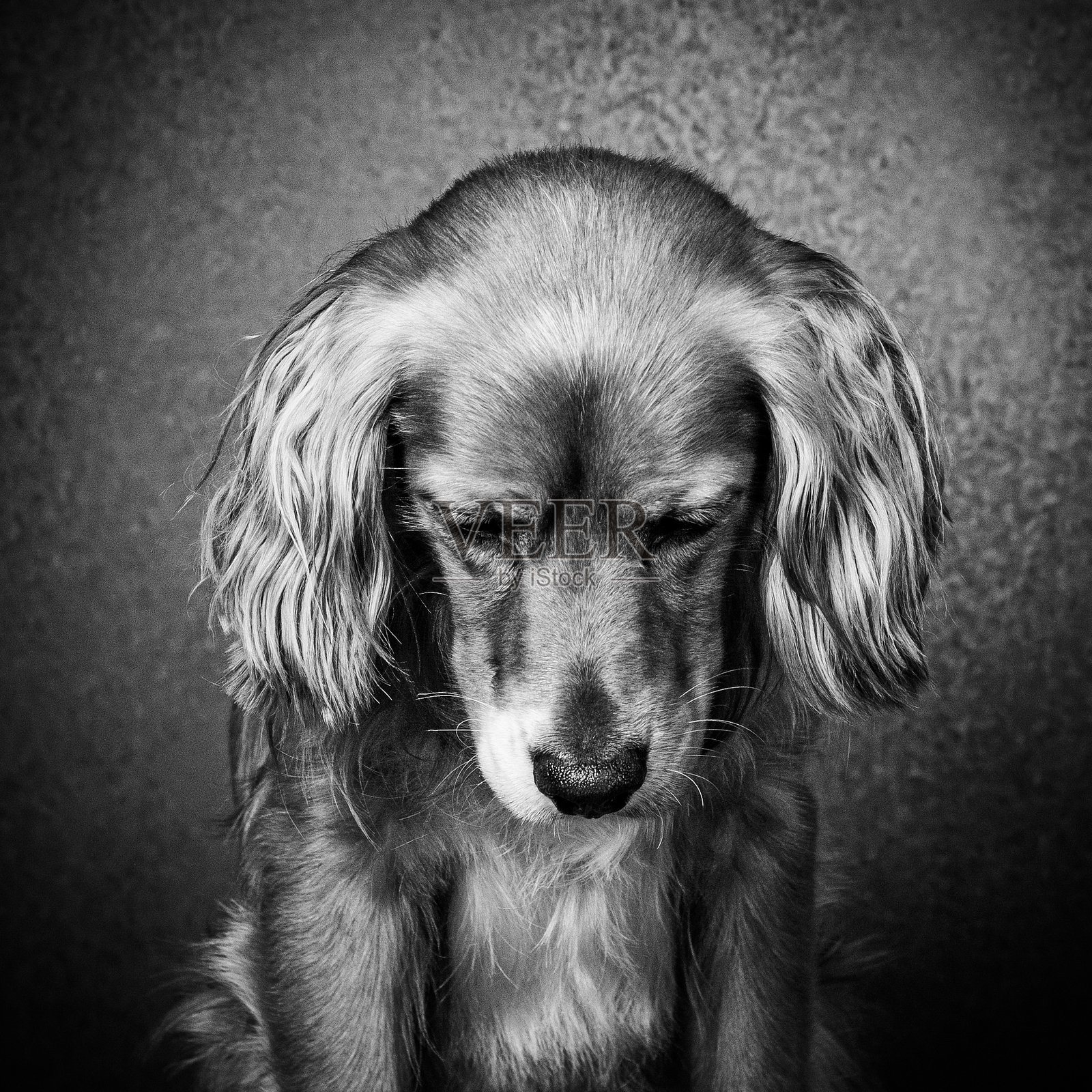 狗照片摄影图片