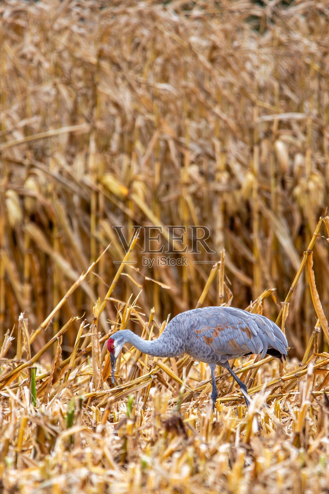 威斯康星州玉米田中的沙丘鹤(Grus canadensis)照片摄影图片