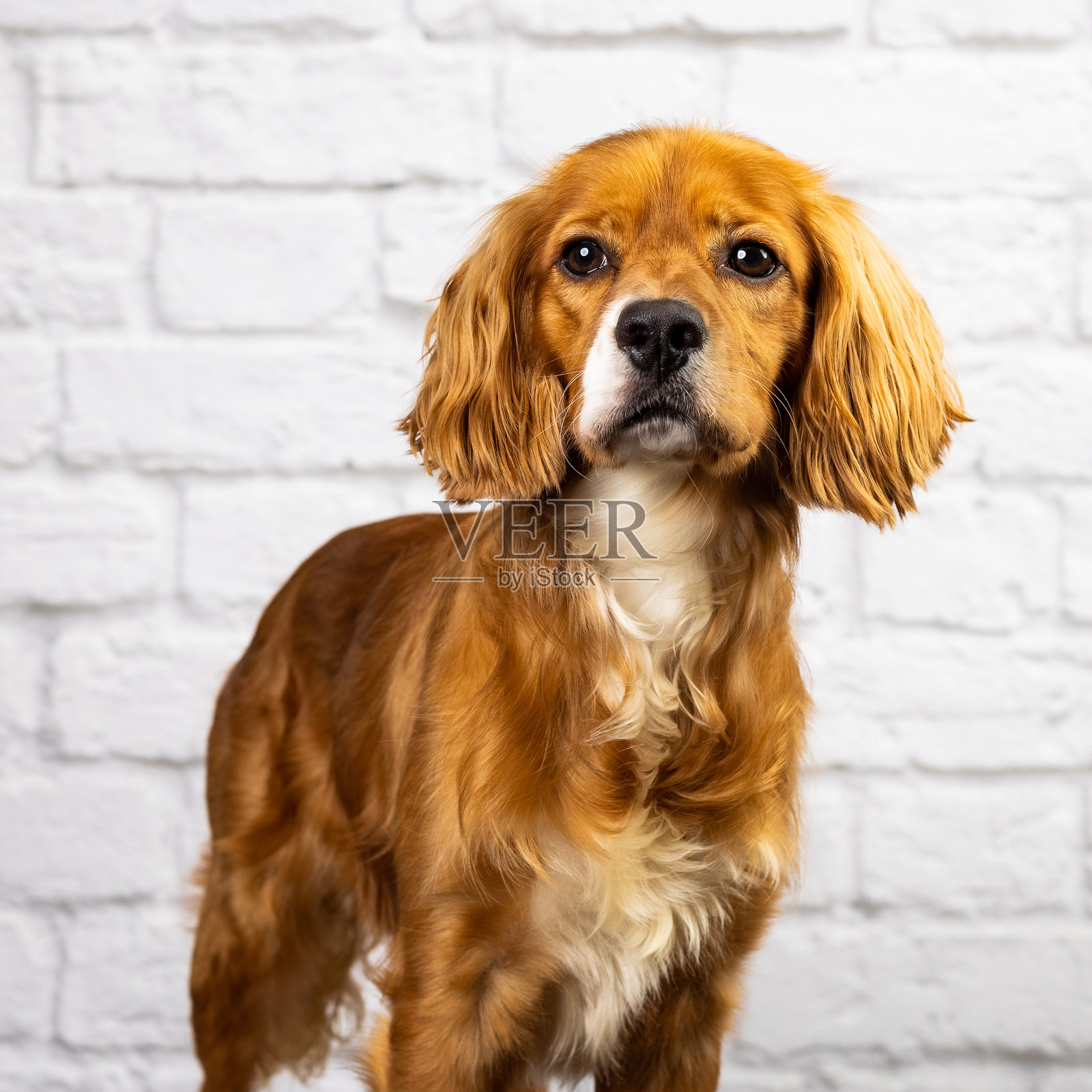 狗照片摄影图片