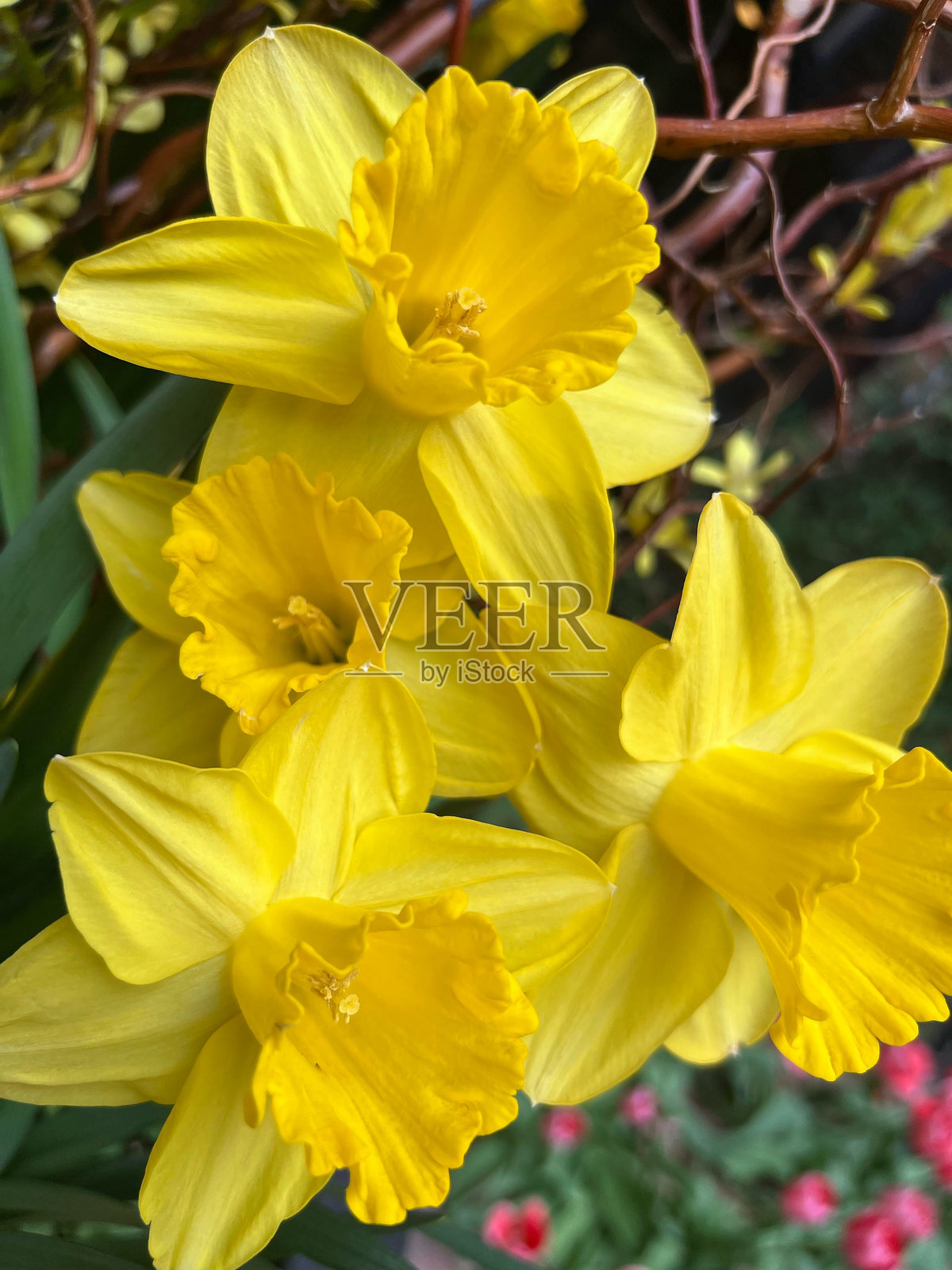 黄色花朵照片摄影图片