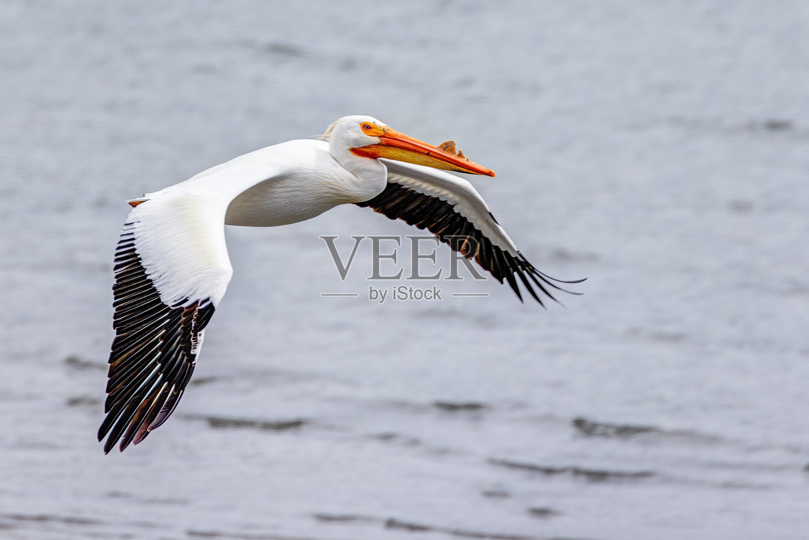 美国白鹈鹕在飞行中照片摄影图片