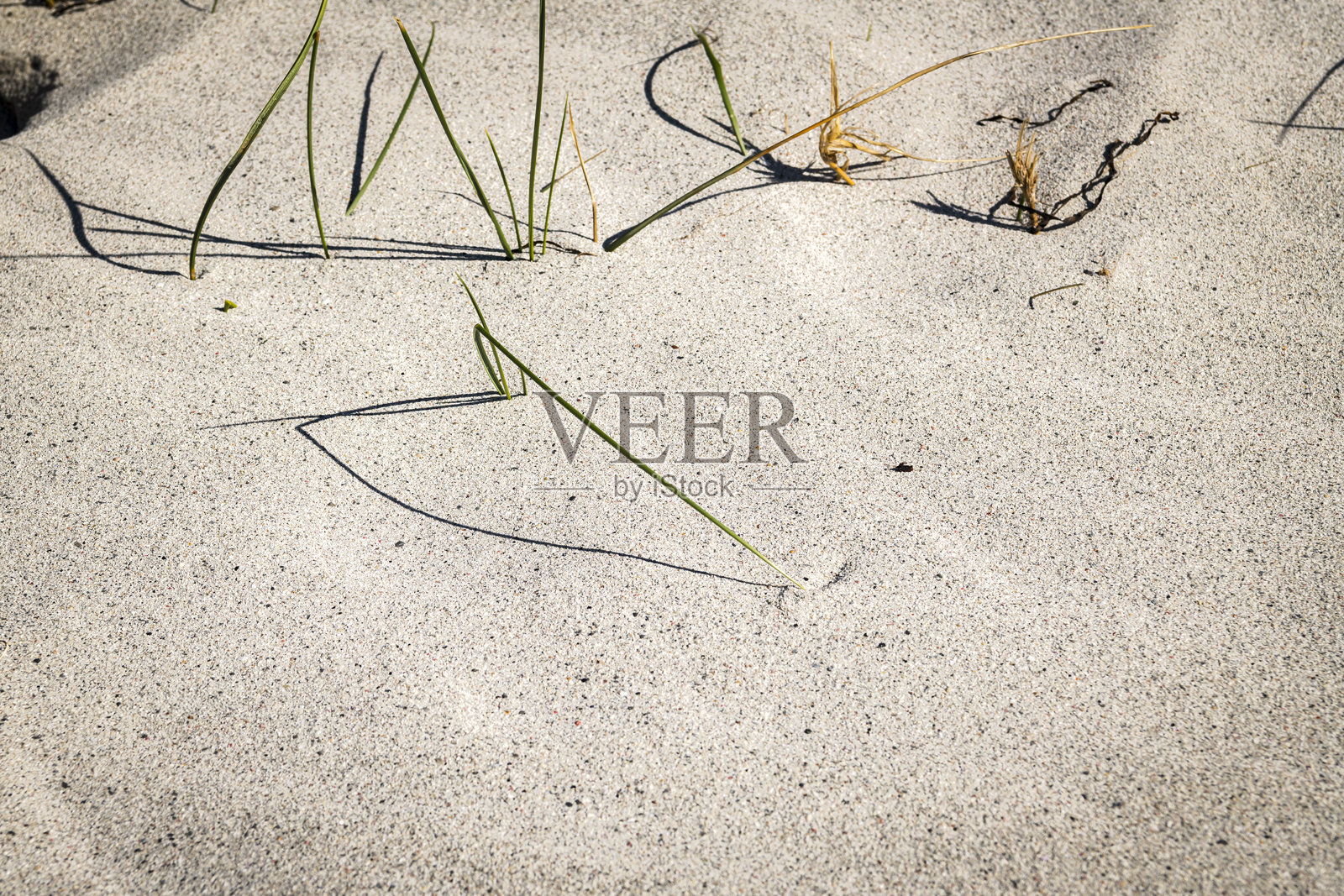 沙地草照片摄影图片