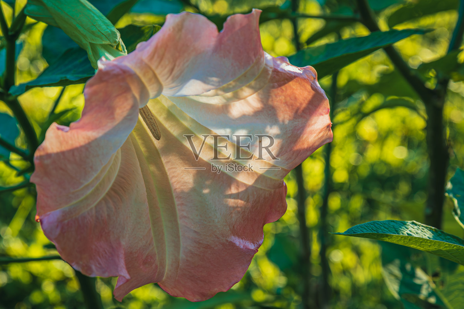 近距离拍摄的布鲁格曼西亚(天使的喇叭),粉色的曼陀罗在花园中。照片摄影图片