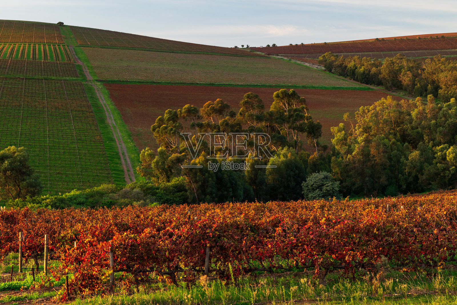 葡萄收获季节照片摄影图片