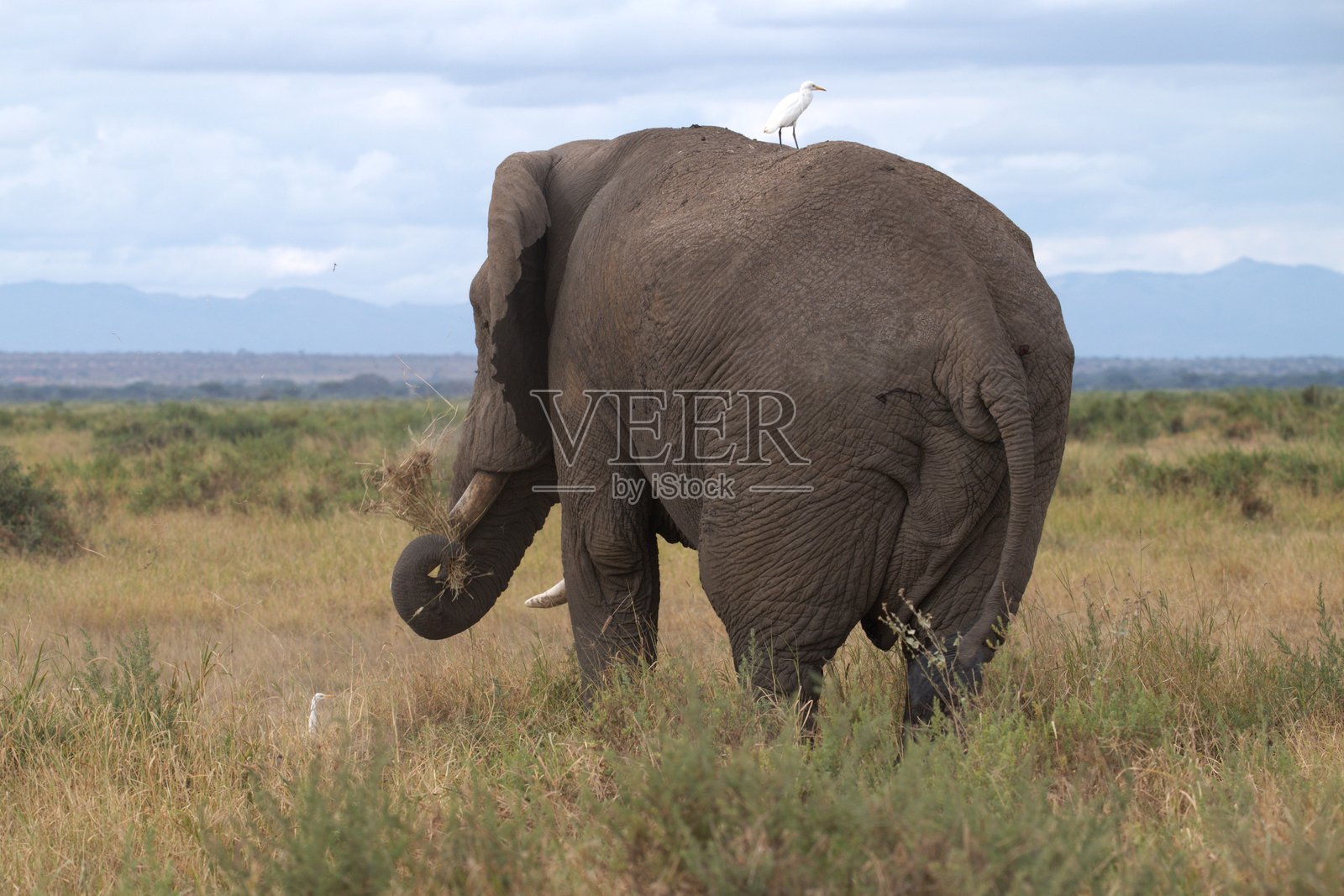 安博塞利国家公园中的大象照片摄影图片