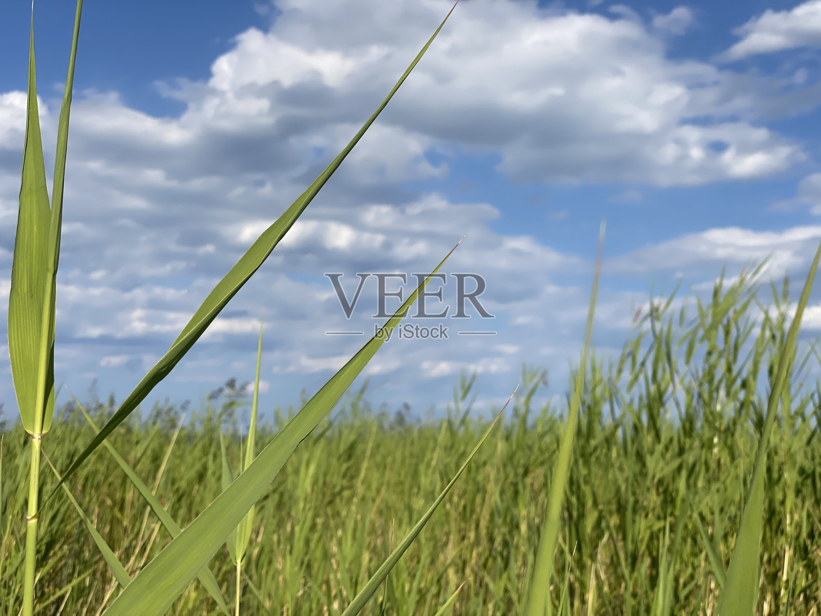 加拿大的农田照片摄影图片