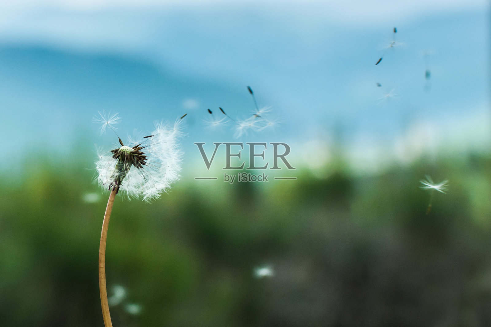 蒲公英特写照片摄影图片