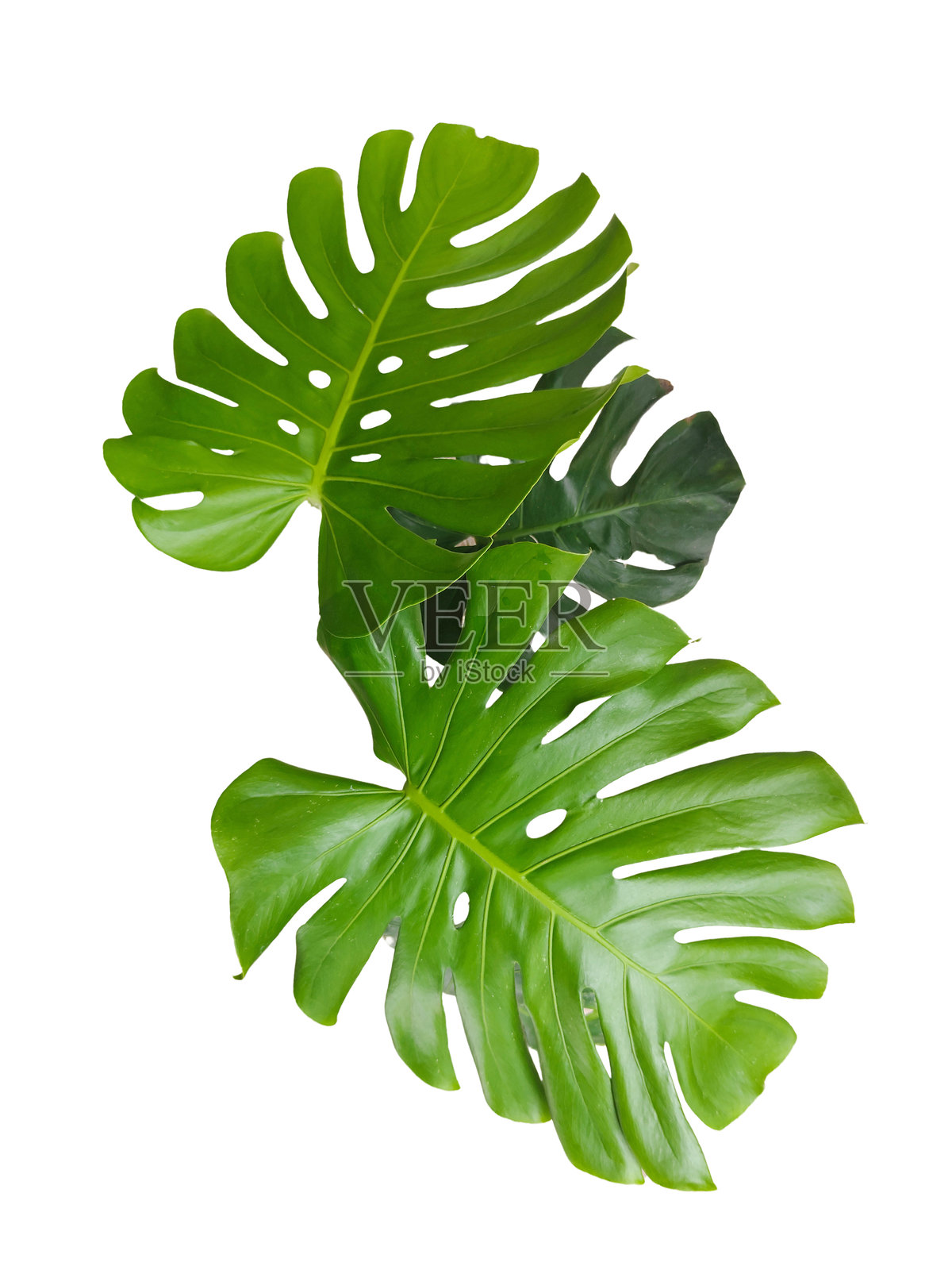 白色背景上孤立的 monstera 叶子,适用于图形设计或壁纸,带有剪切路径。照片摄影图片
