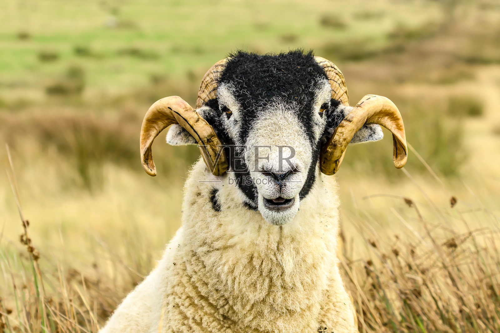 斯威尔代尔公羊,正面面对,拥有两只卷曲的角,自由漫步在松鸡荒原上。头部和肩部特写。斯威尔代尔羊是英国约克郡山谷的本土品种。照片摄影图片