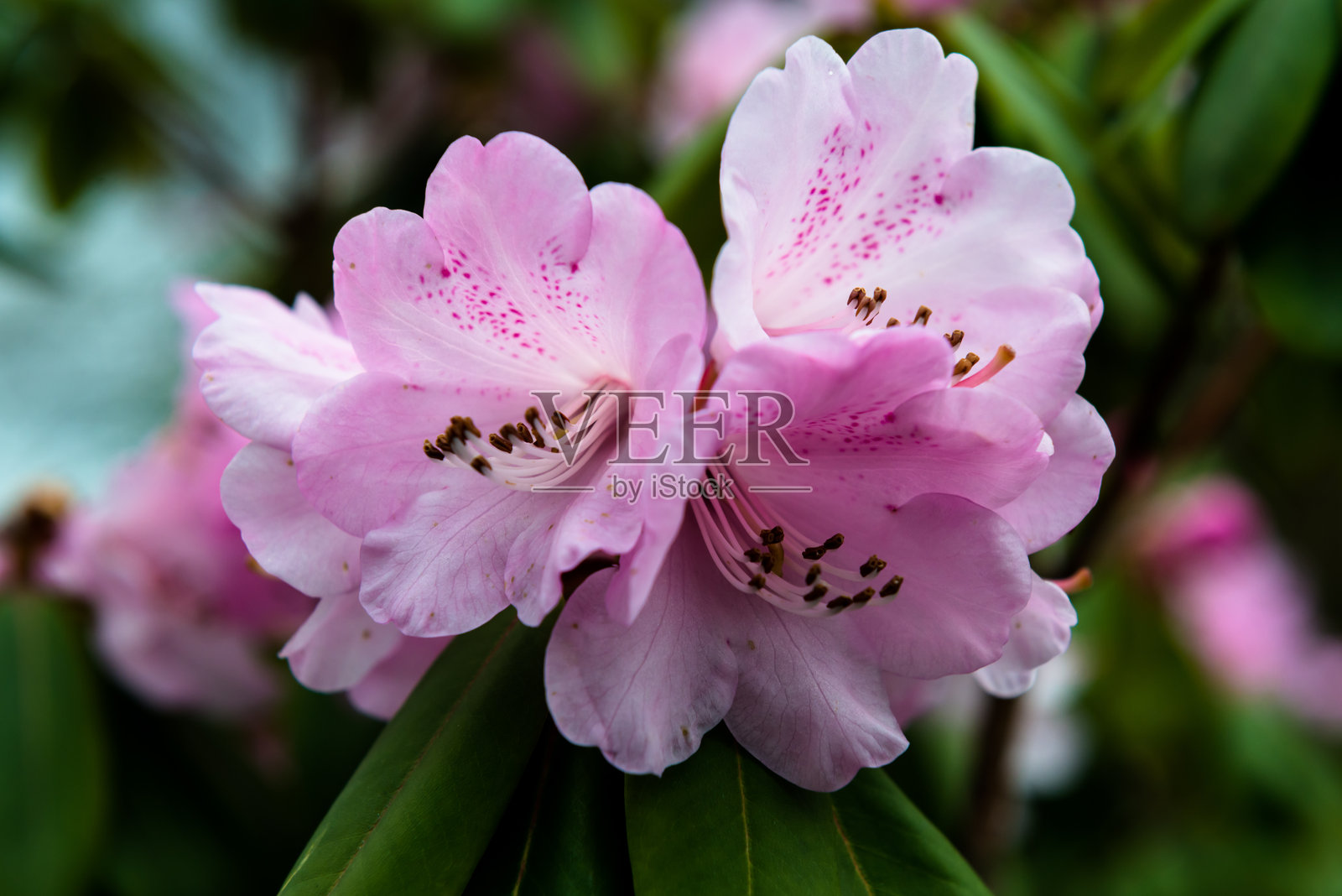 紫色杜鹃花照片摄影图片