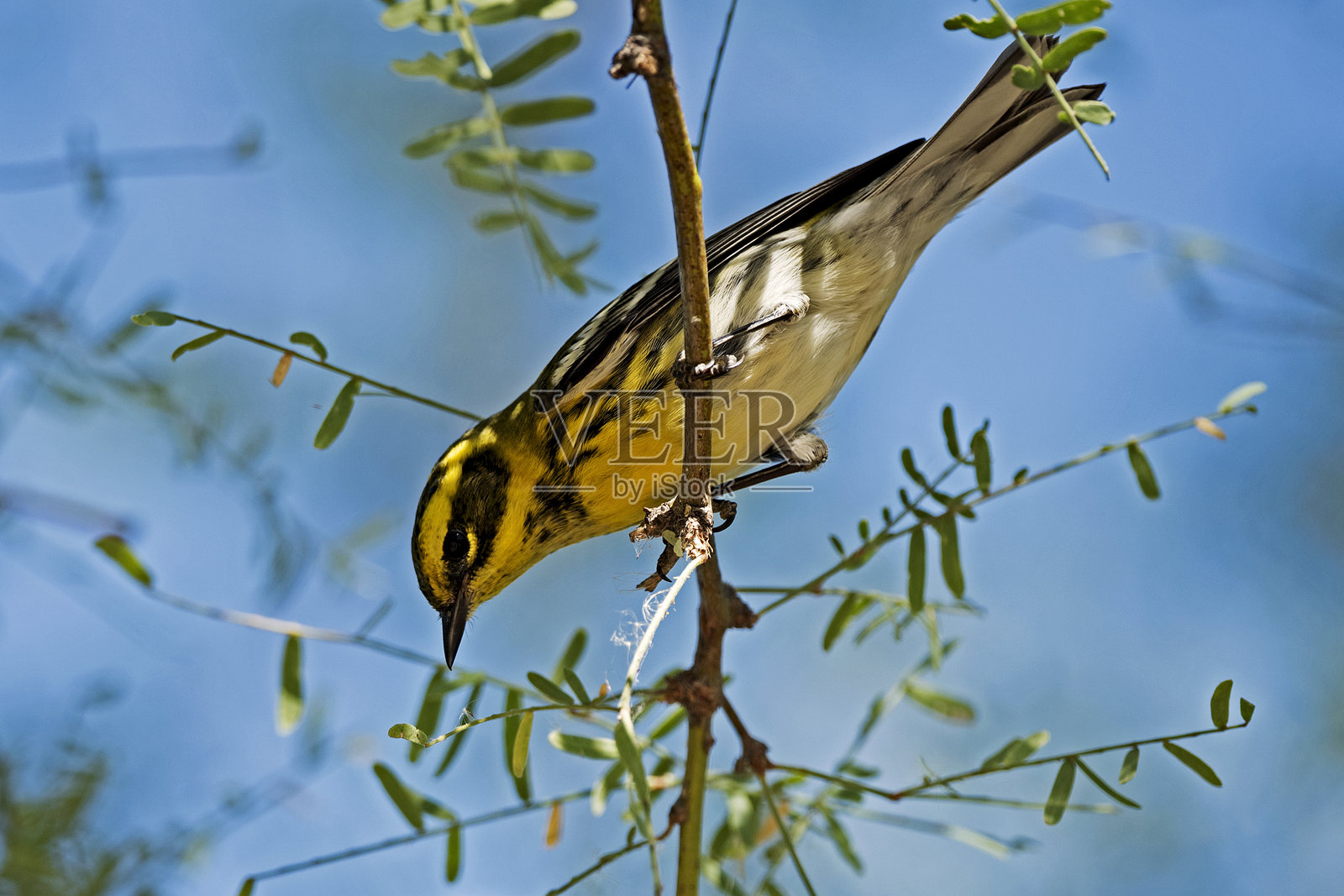 树上的黄色斑点条纹鸟照片摄影图片