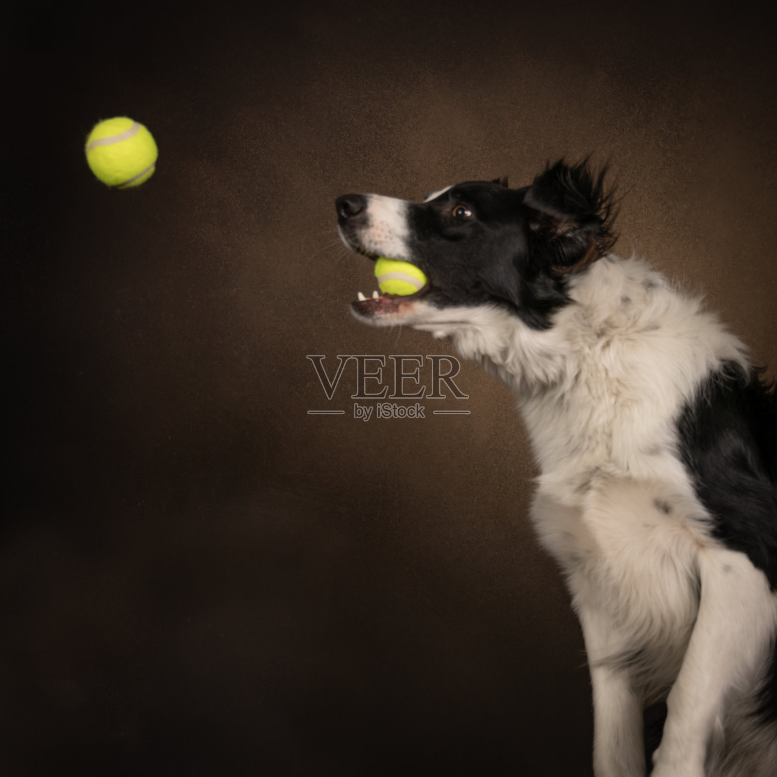 狗照片摄影图片