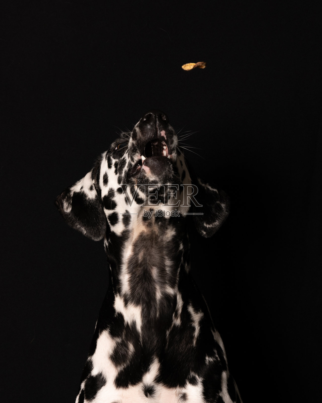 狗照片摄影图片