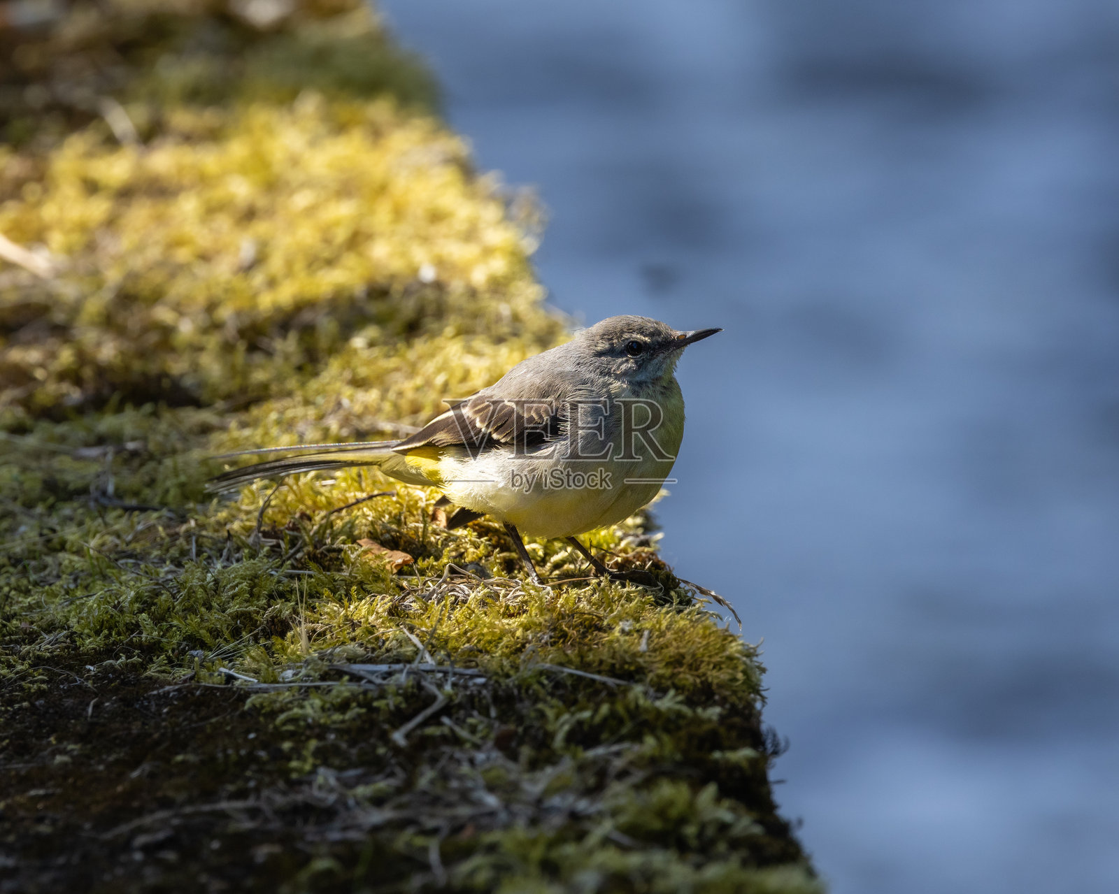 灰鹡鸰 - Motacilla cinerea照片摄影图片