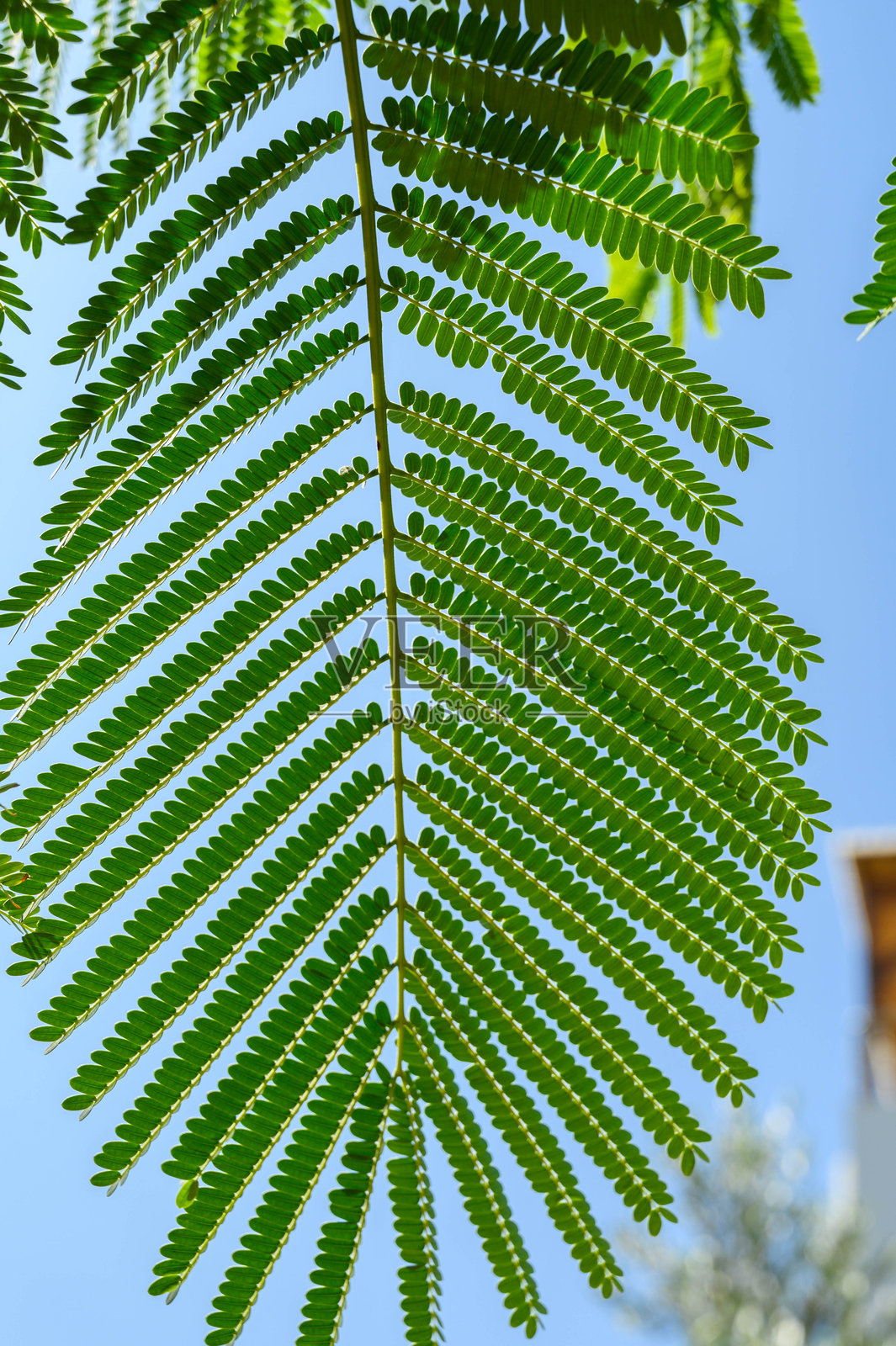 粉色含羞草树的特写镜头,细致入微的蕨类植物叶子的特写。照片摄影图片