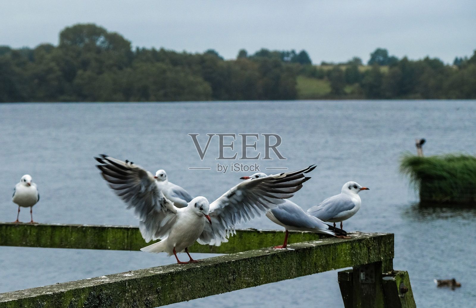 海鸥照片摄影图片
