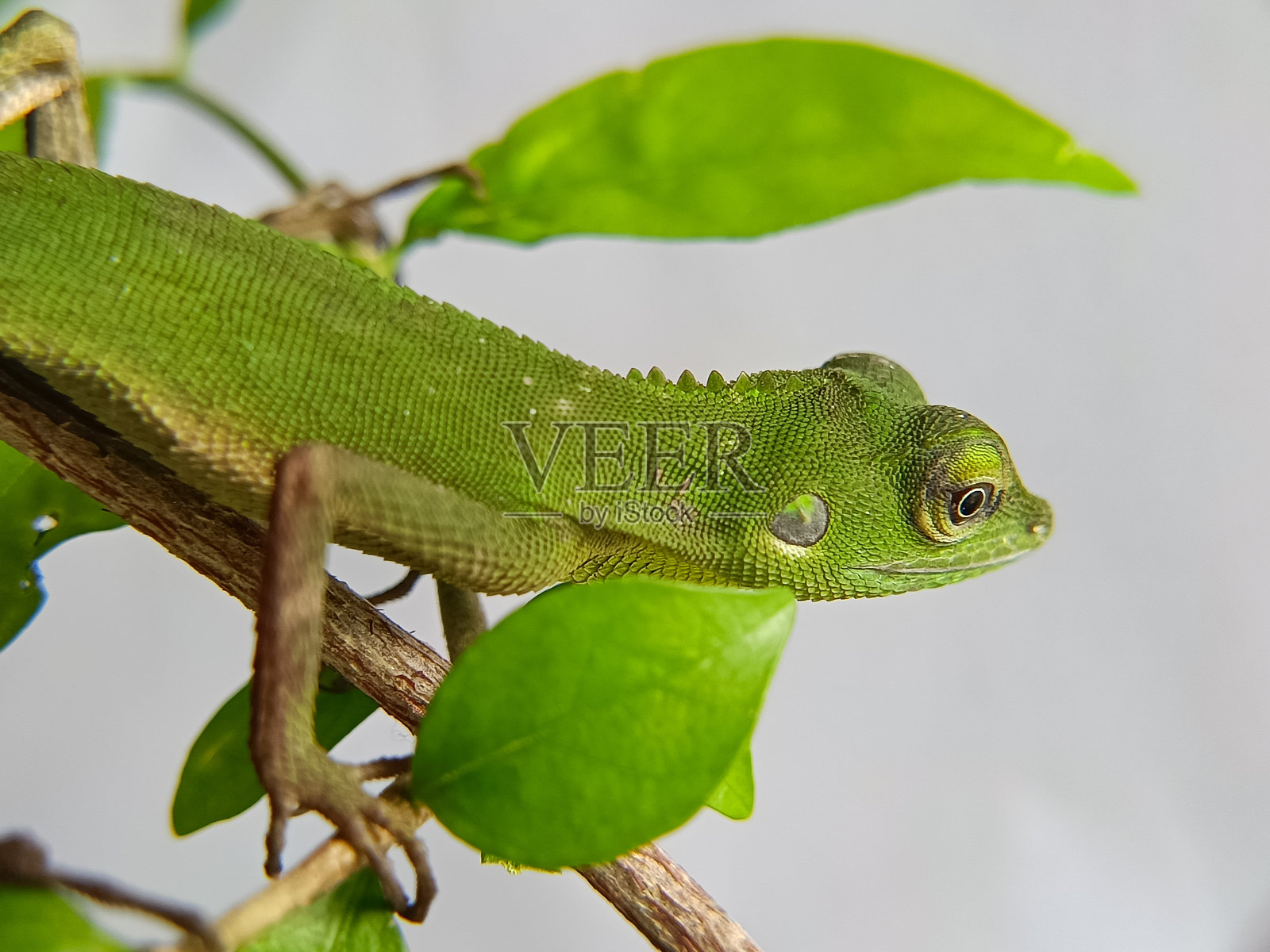 树栖动物生活在树上,具有独特的适应性照片摄影图片