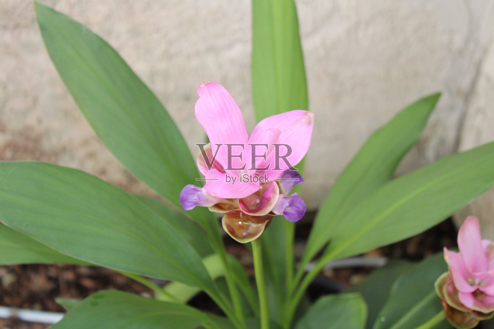 鲜艳的粉色暹罗郁金香在花坛中盛开照片摄影图片