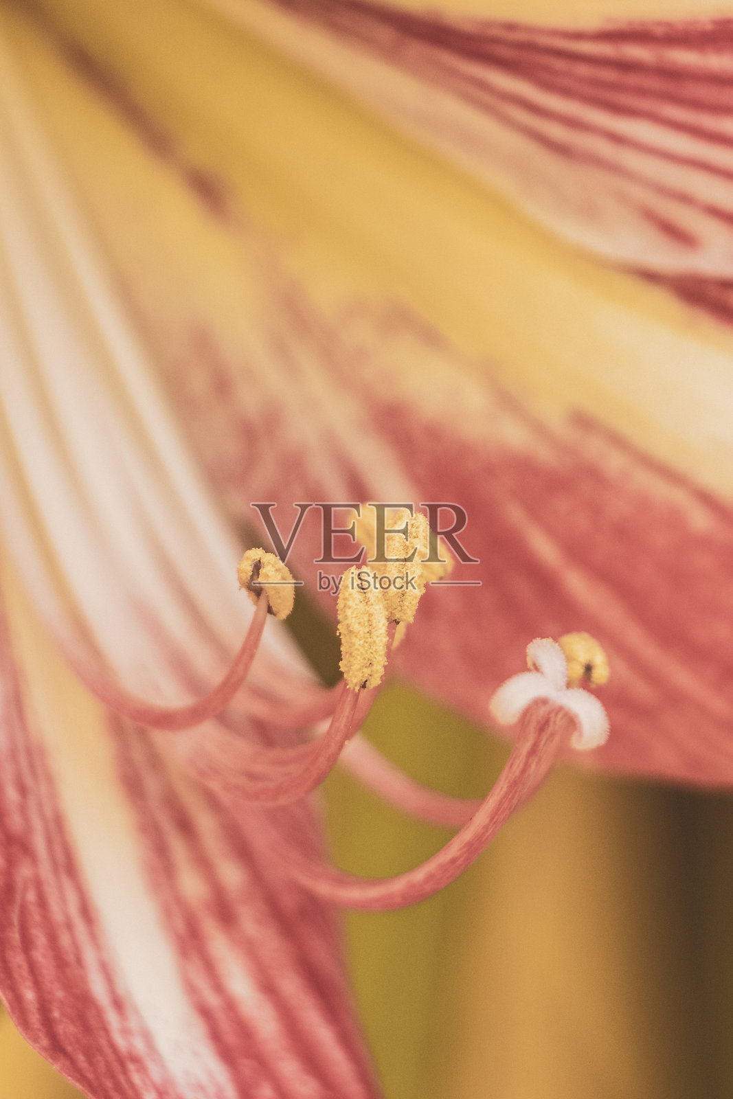 墨西哥热带森林中的红色和黄色花朵盛开植物。照片摄影图片