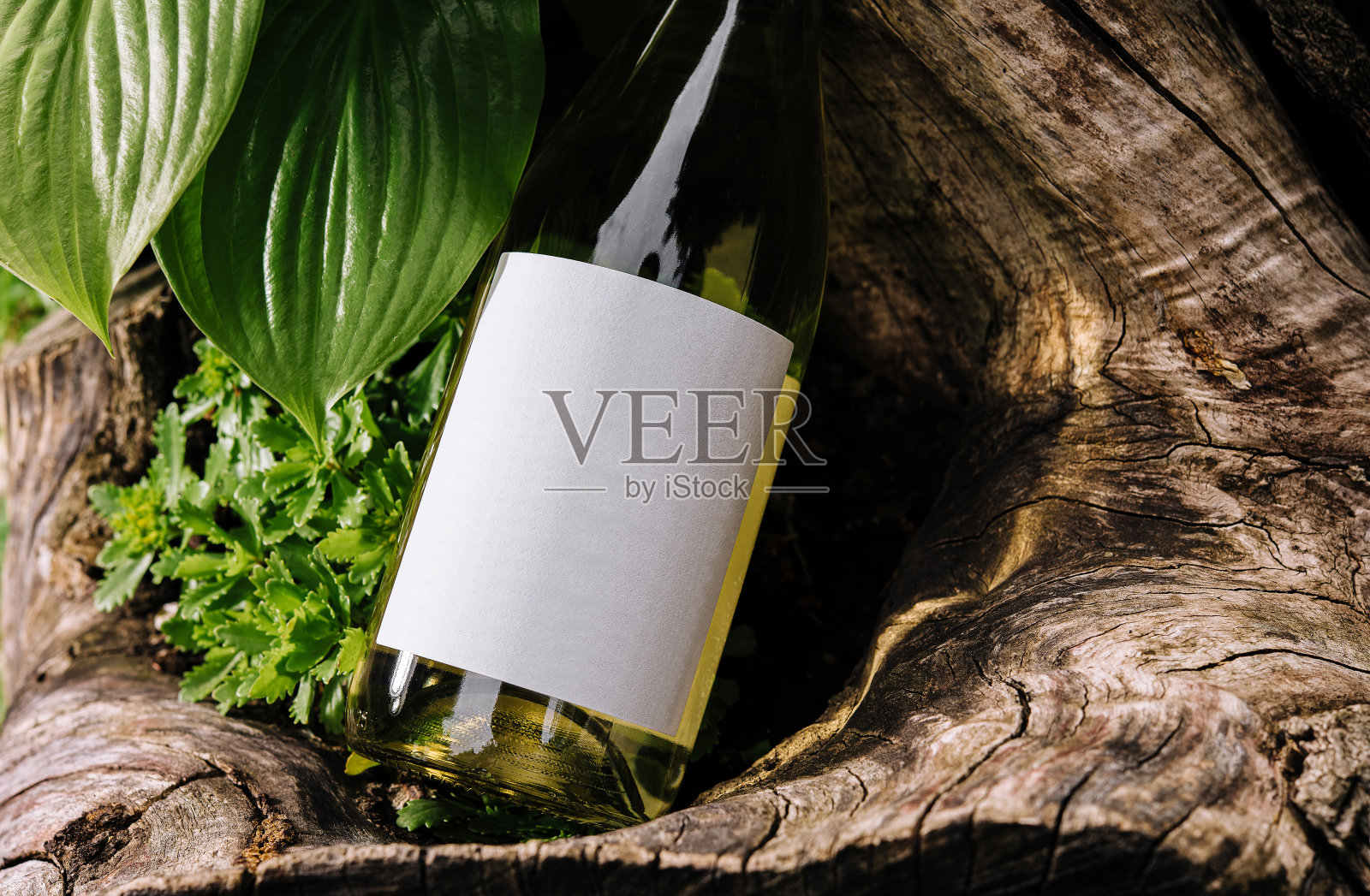 白葡萄酒瓶 resting on a tree trunk surrounded by lush greenery照片摄影图片