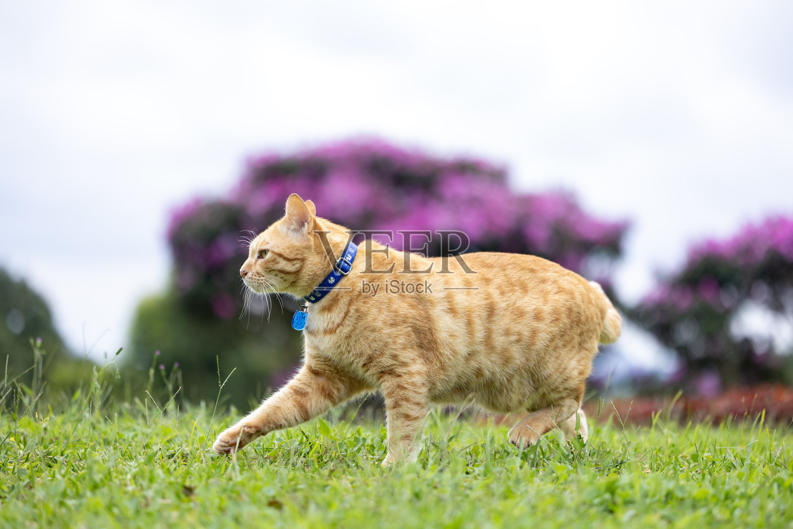 可爱的橙色姜猫佩戴项圈,在夏季的户外花园中走动,凝视着镜头,适合宠物和哺乳动物主题。照片摄影图片