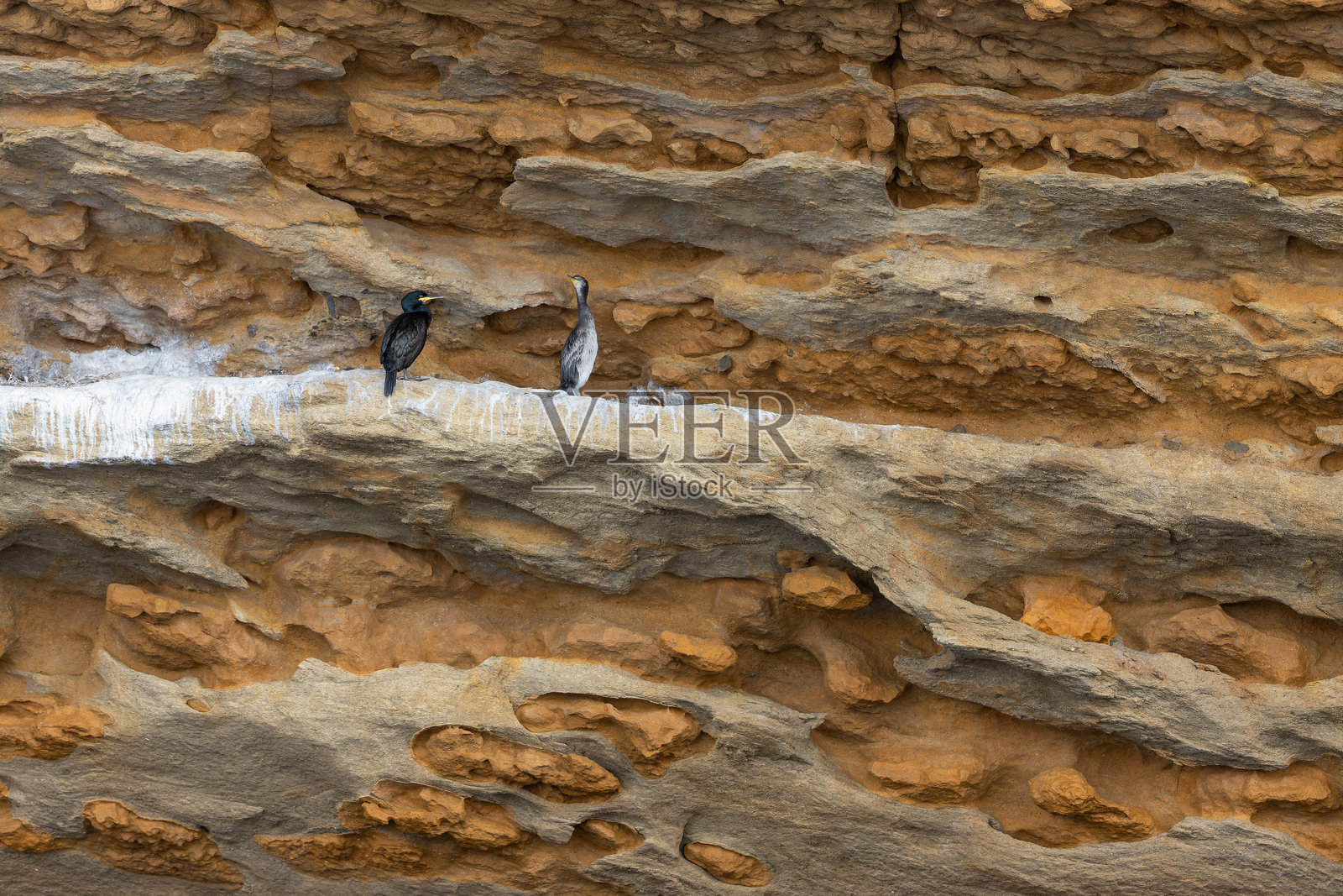欧洲鸬鹚照片摄影图片