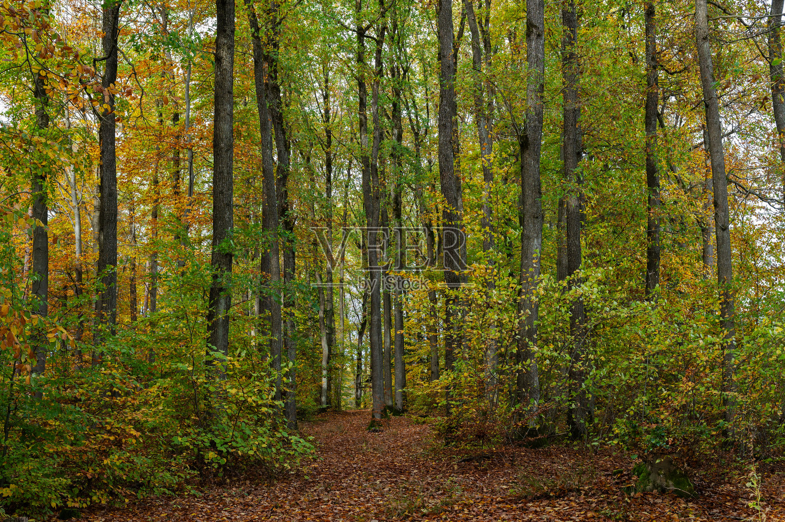 秋天照片摄影图片
