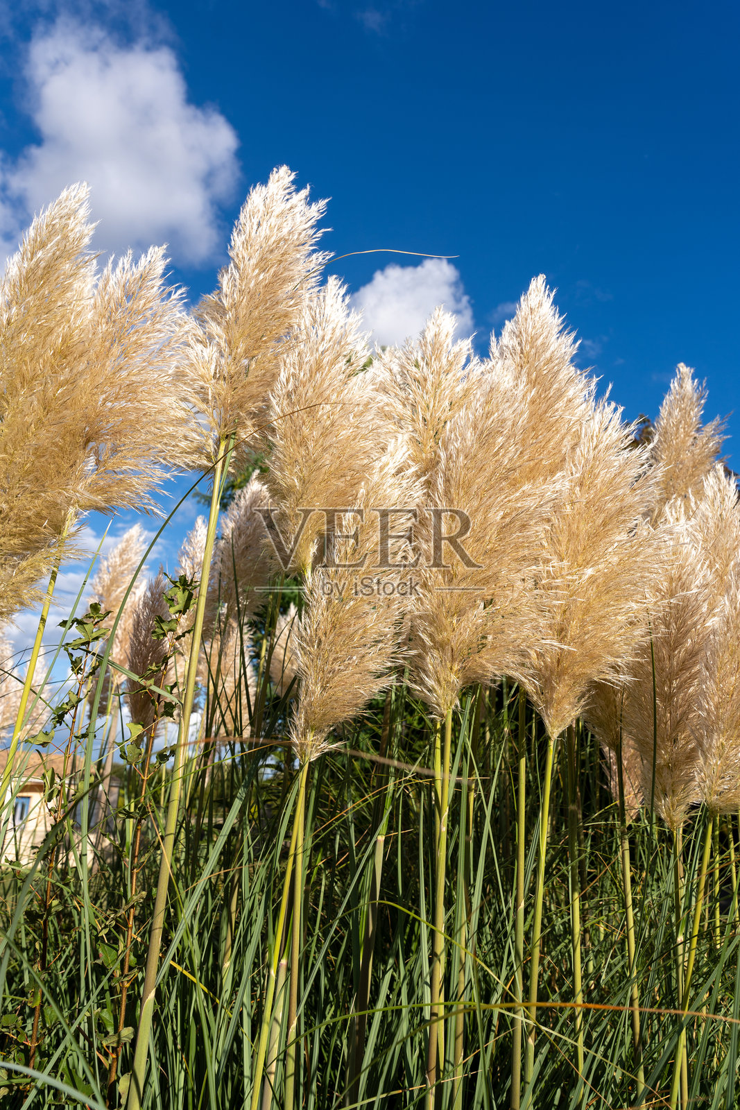 高大的潘帕斯草穗朝着明亮的蓝天伸展照片摄影图片