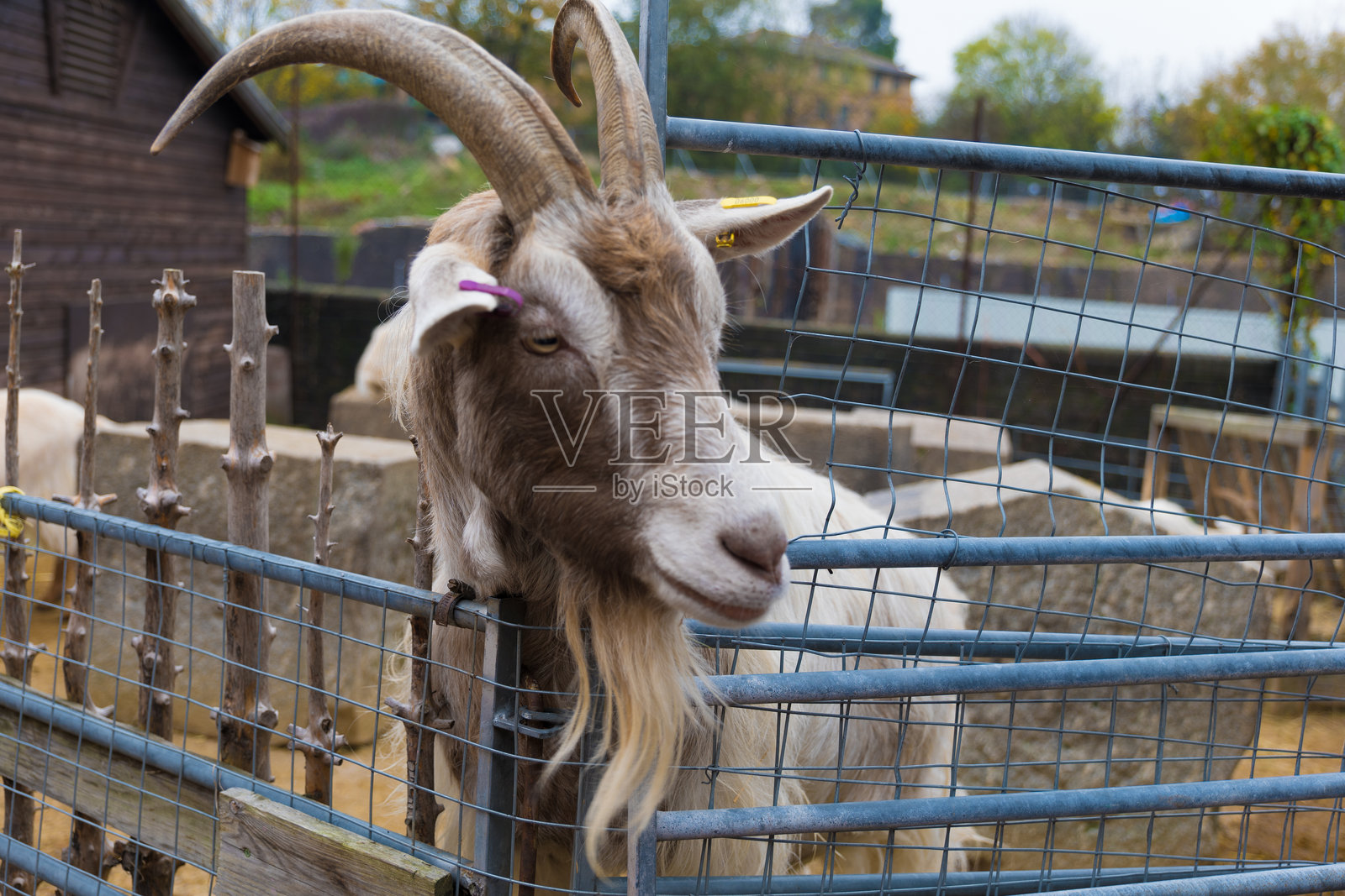 长胡子的比利山羊好奇地想要迎接游客和孩子们。照片摄影图片