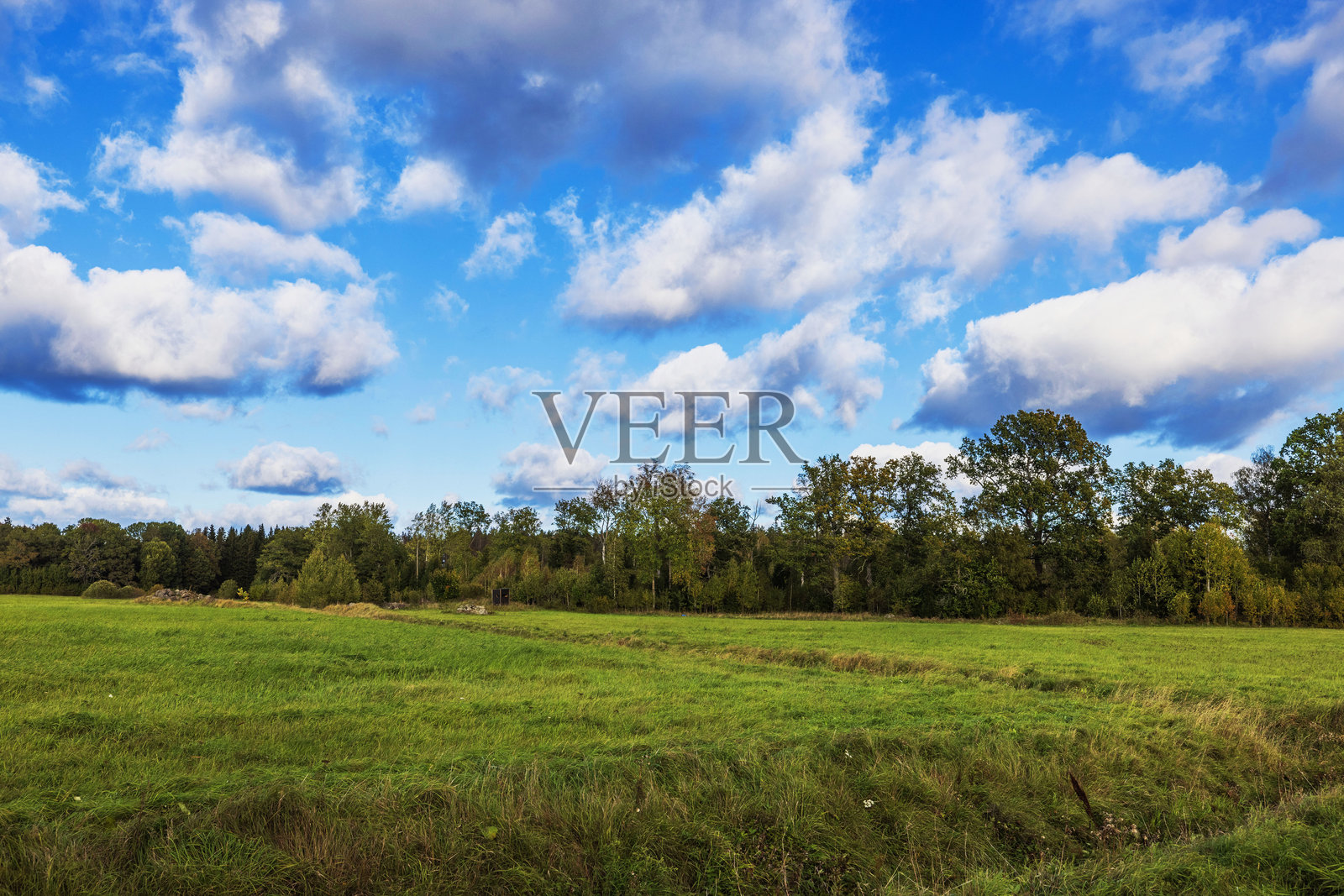 初秋的风景,树木开始变黄,草地上绿黄相间的草丛,蓝天白云相映衬。瑞典。照片摄影图片